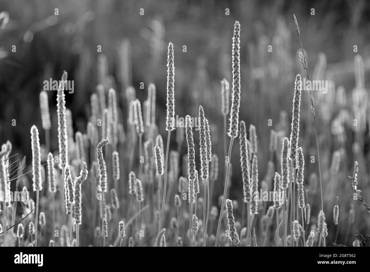 Wild flora, flowers in spring in the Pampas landscape, La Pampa province, Patagonia, Argentina Stock Photo