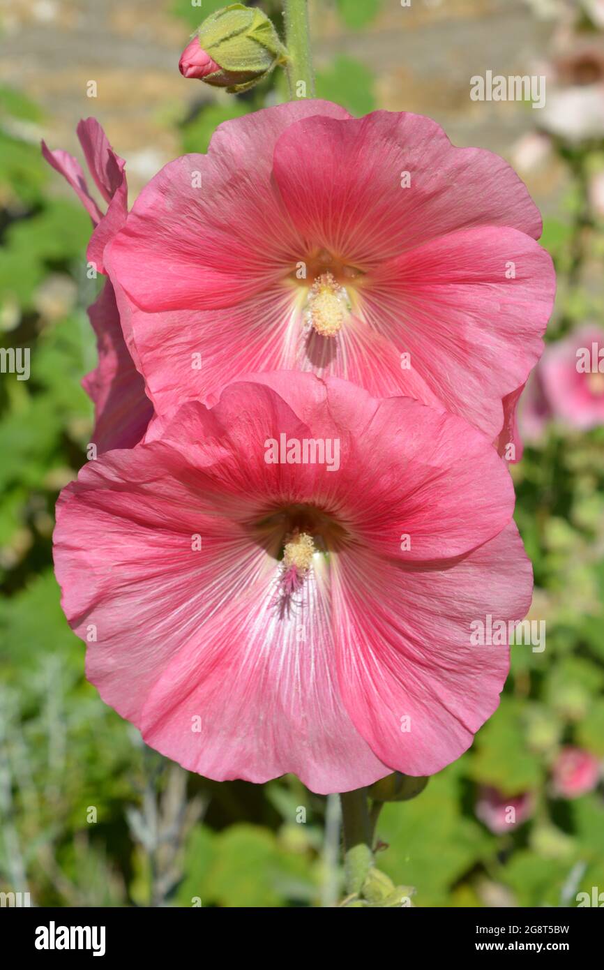 Pink hollyhock flowers and bud, also known as Alcea Stock Photo - Alamy