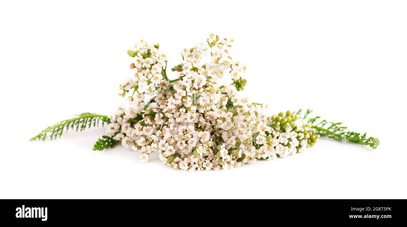 Yarrow or Achillea millefolium flowers, isolated on white background. Medicinal herbal plant. Stock Photo