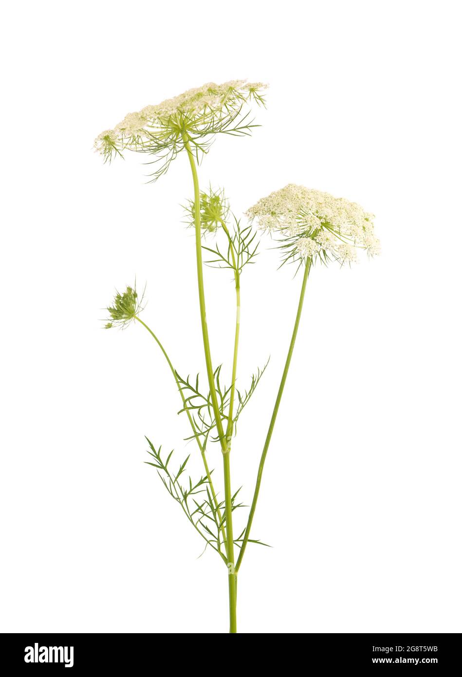 Wild carrot or Daucus carota, flowers isolated on white background. Medicinal herbal plant. Stock Photo