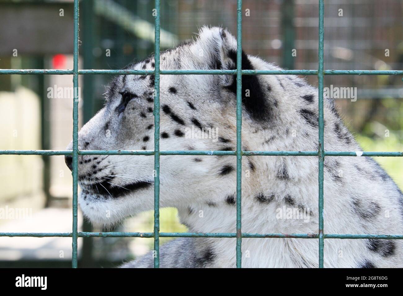 'Laila', Snow Leopard (Panthera uncia), Big Cat Sanctuary, Headcorn