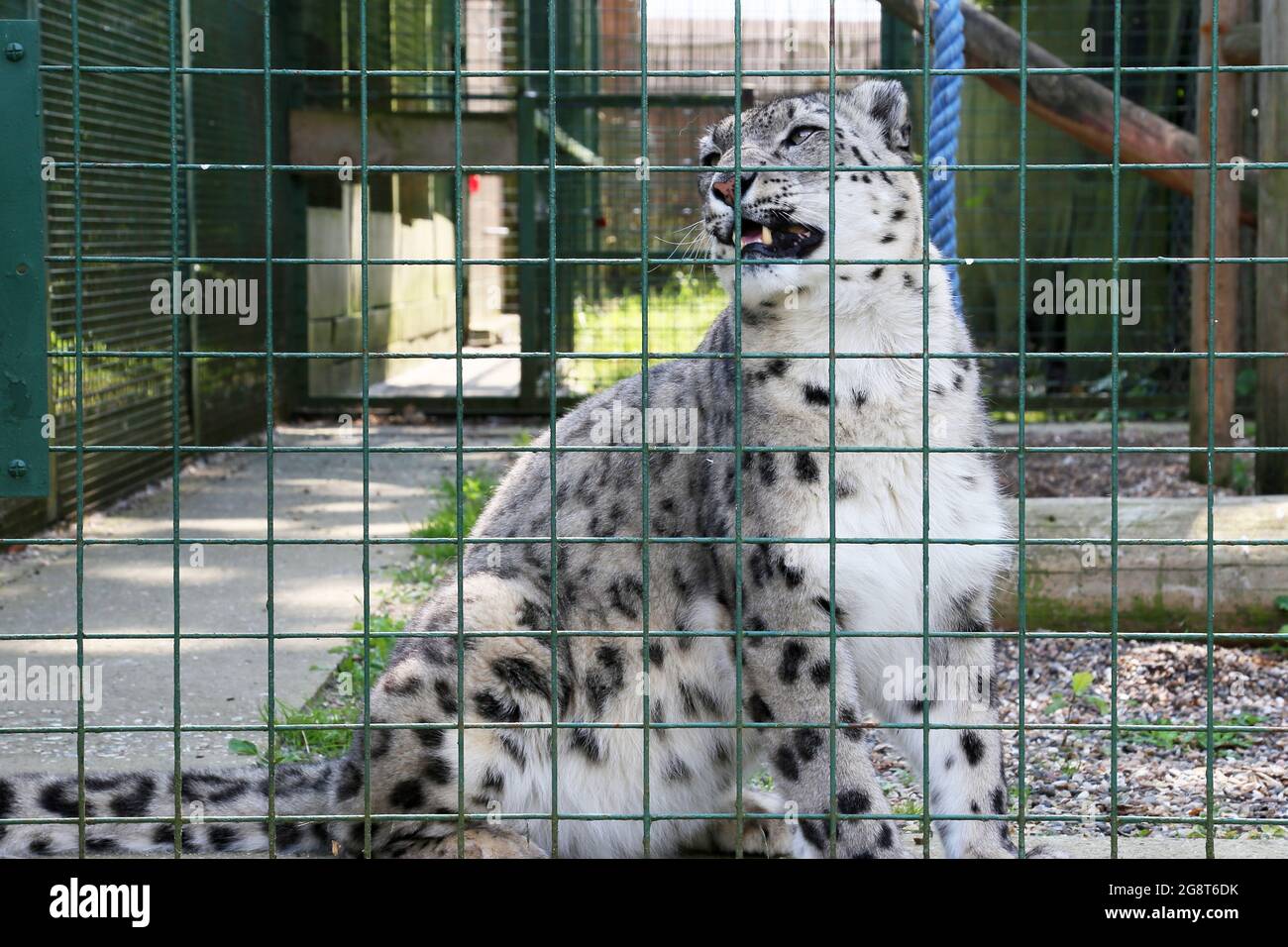 'Laila', Snow Leopard (Panthera uncia), Big Cat Sanctuary, Headcorn
