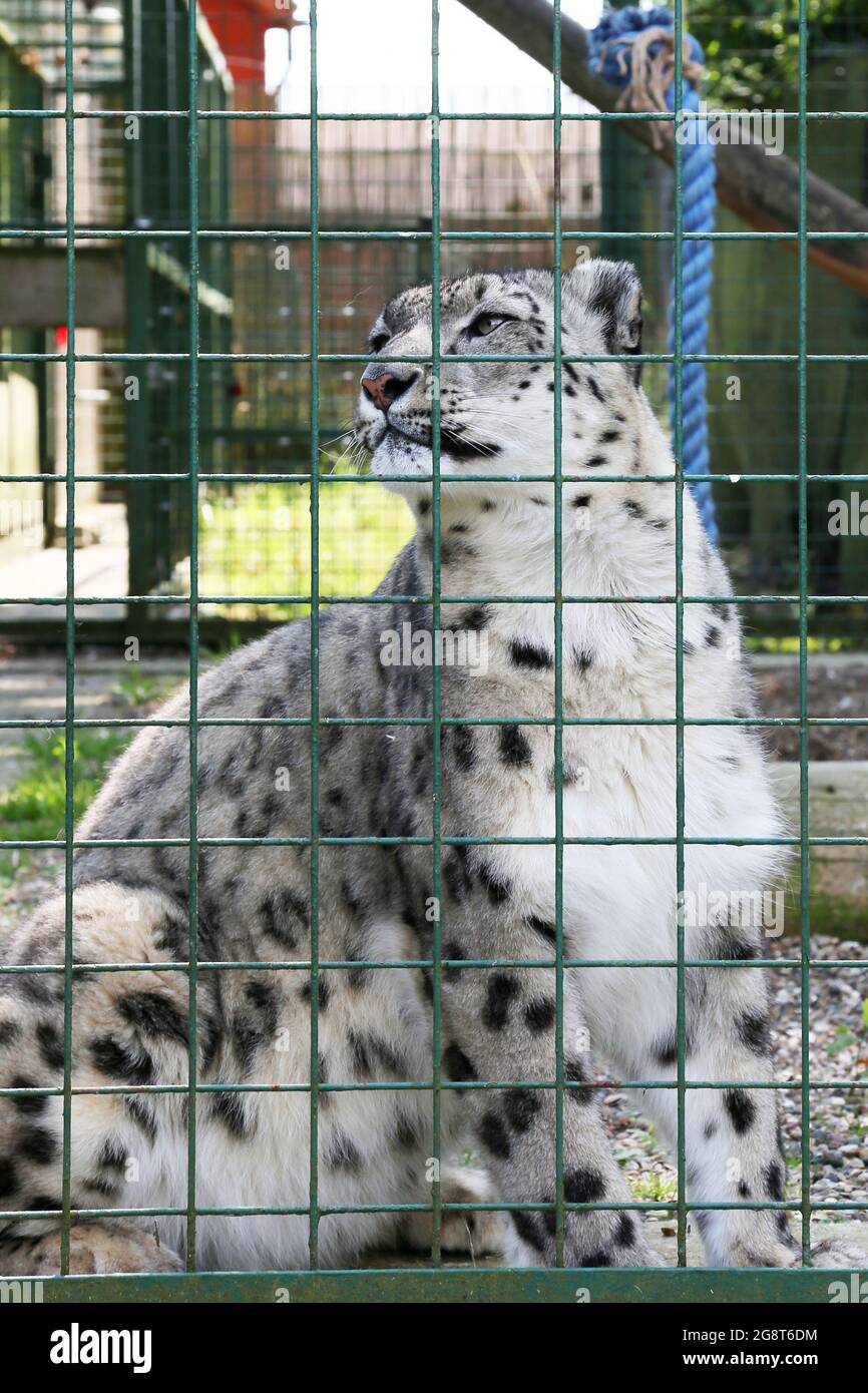 'Laila', Snow Leopard (Panthera uncia), Big Cat Sanctuary, Headcorn