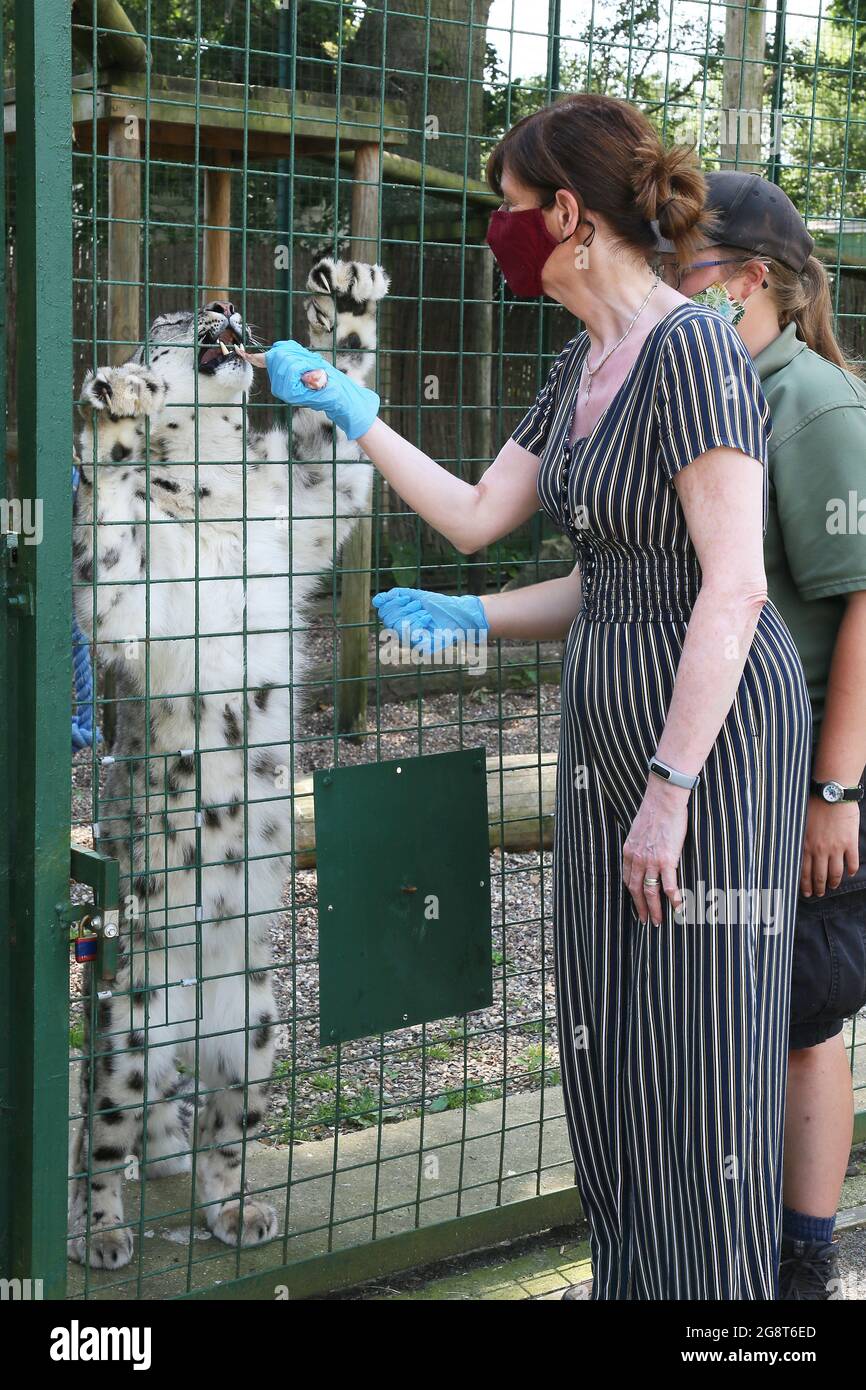 Hand feeding 'Laila', Snow Leopard (Panthera uncia), Big Cat Sanctuary