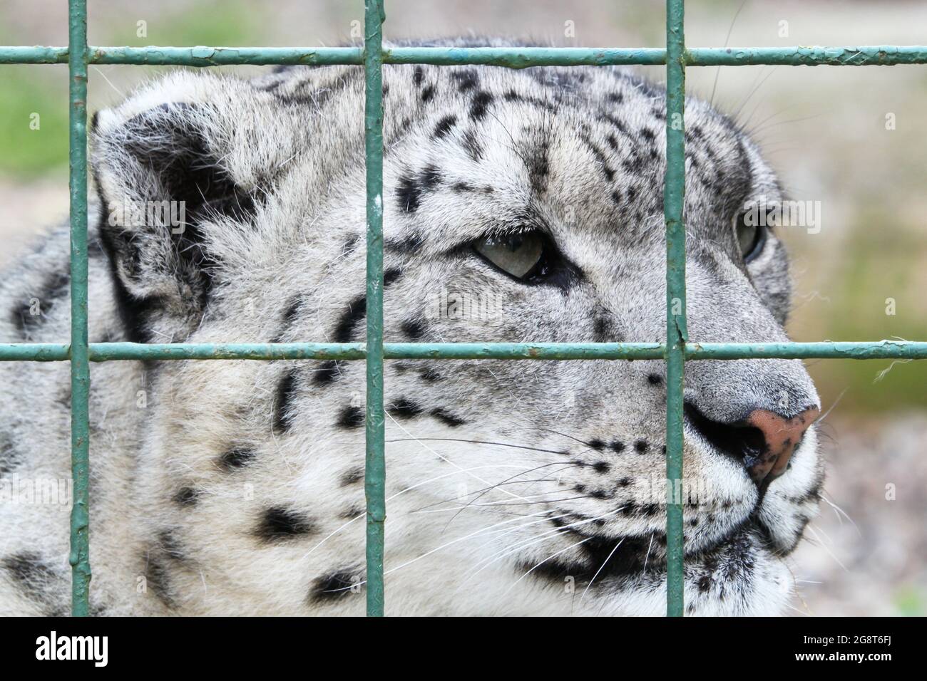 'Laila', Snow Leopard (Panthera uncia), Big Cat Sanctuary, Headcorn