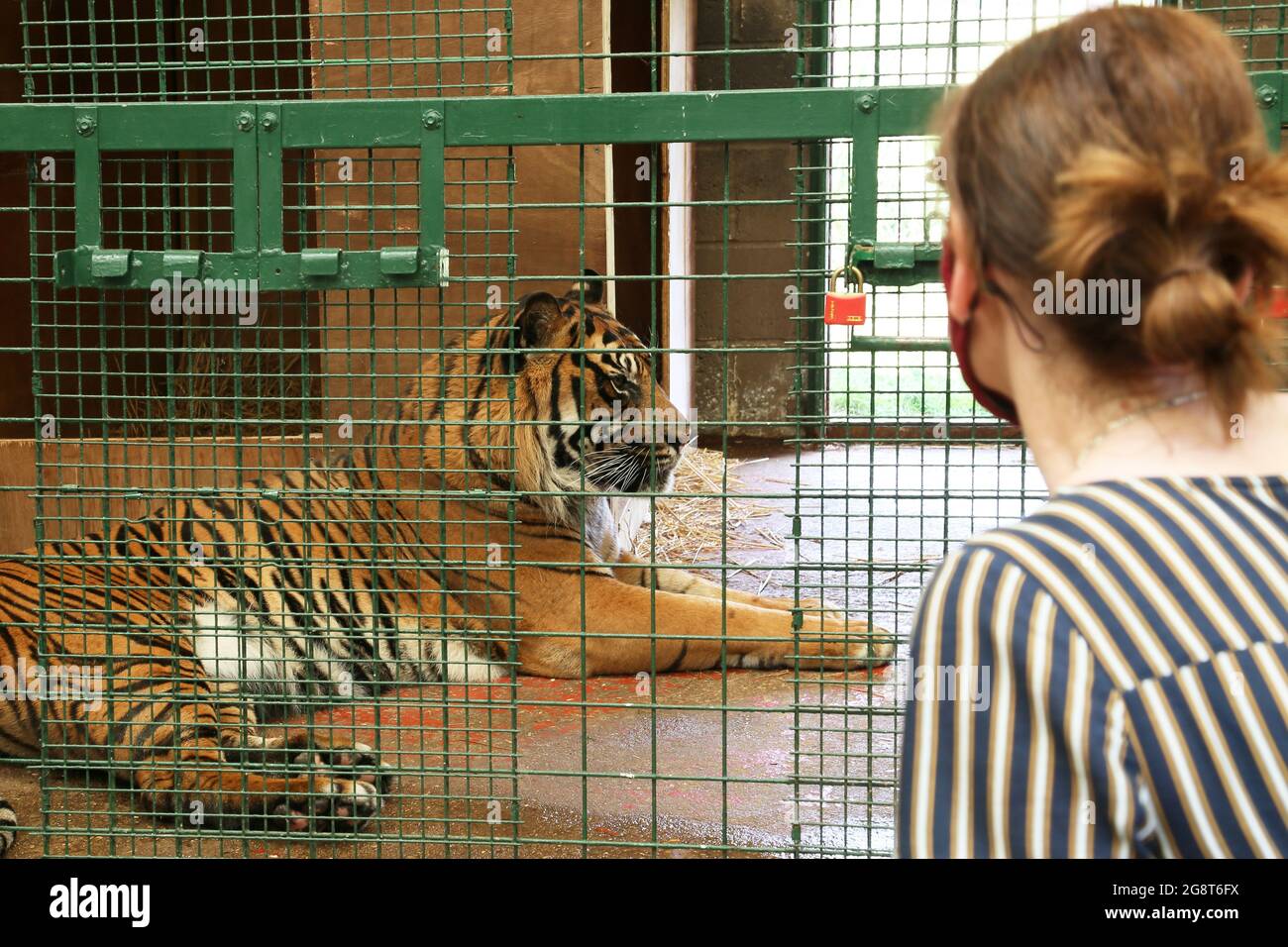 'Nias', Sumatran Tiger (Panthera tigris sumatrae), Big Cat Sanctuary