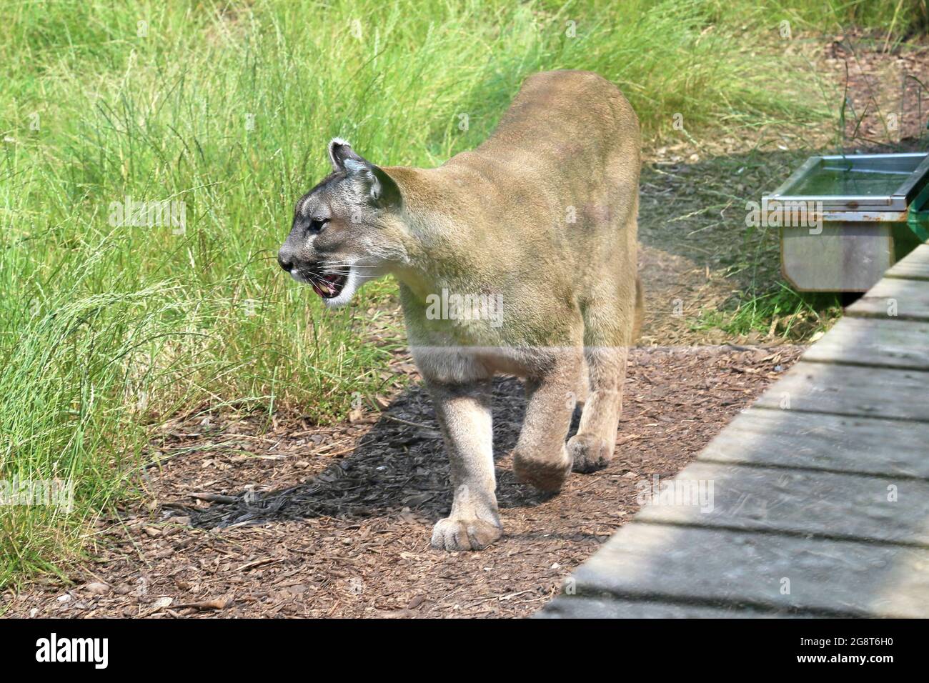 Puma (Puma concolor) aka Cougar, Big Cat Sanctuary, Headcorn Road, Smarden,  Ashford, Kent, England, Great Britain, UK, Europe Stock Photo - Alamy