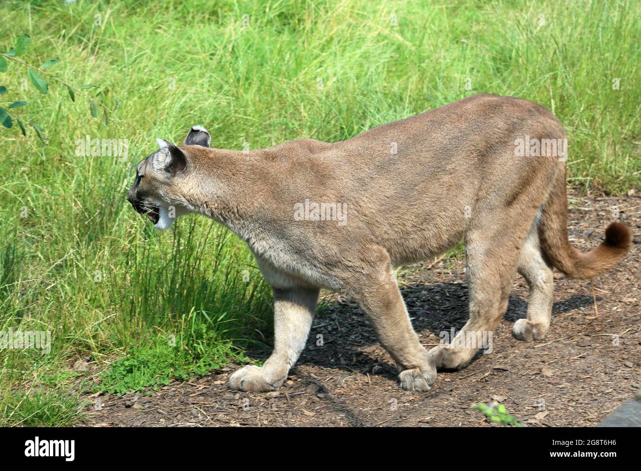 Puma (Puma concolor) aka Cougar, Big Cat Sanctuary, Headcorn Road, Smarden,  Ashford, Kent, England, Great Britain, UK, Europe Stock Photo - Alamy