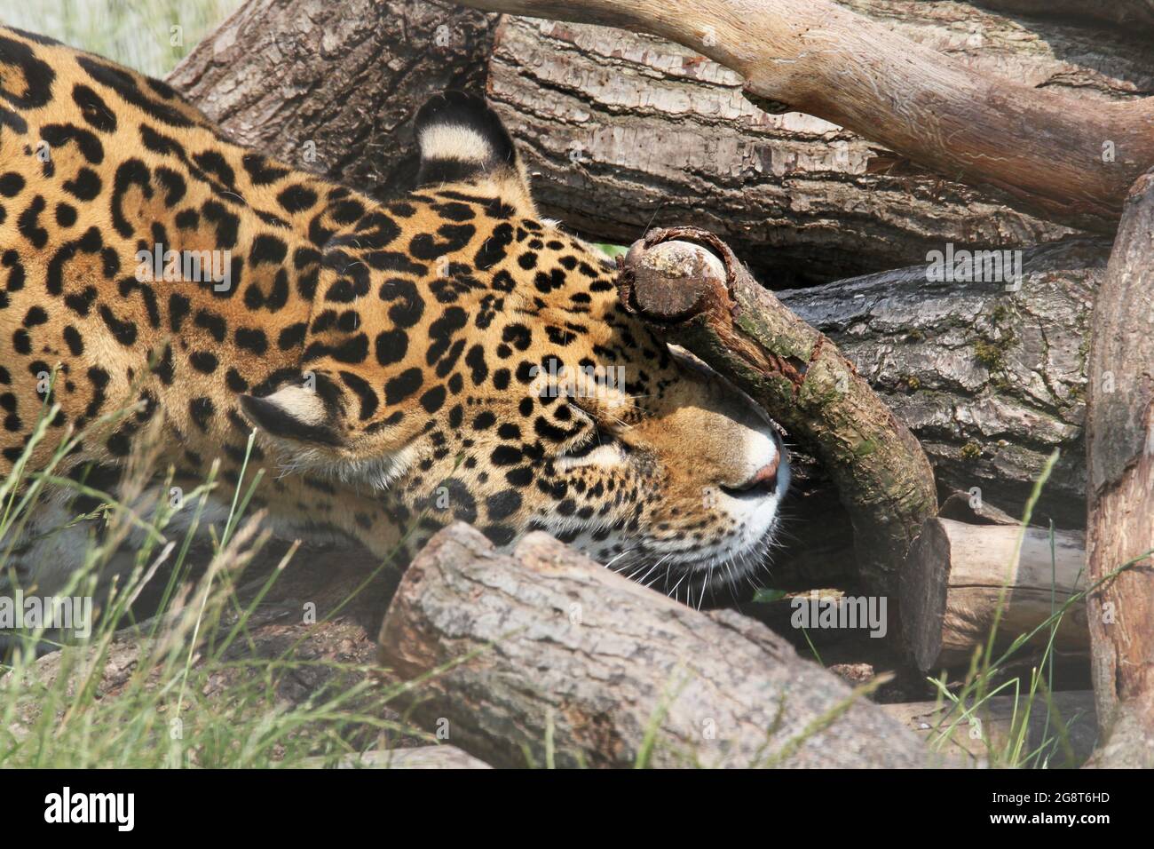 'Sofia', Jaguar (Panthera onca), Big Cat Sanctuary, Headcorn Road