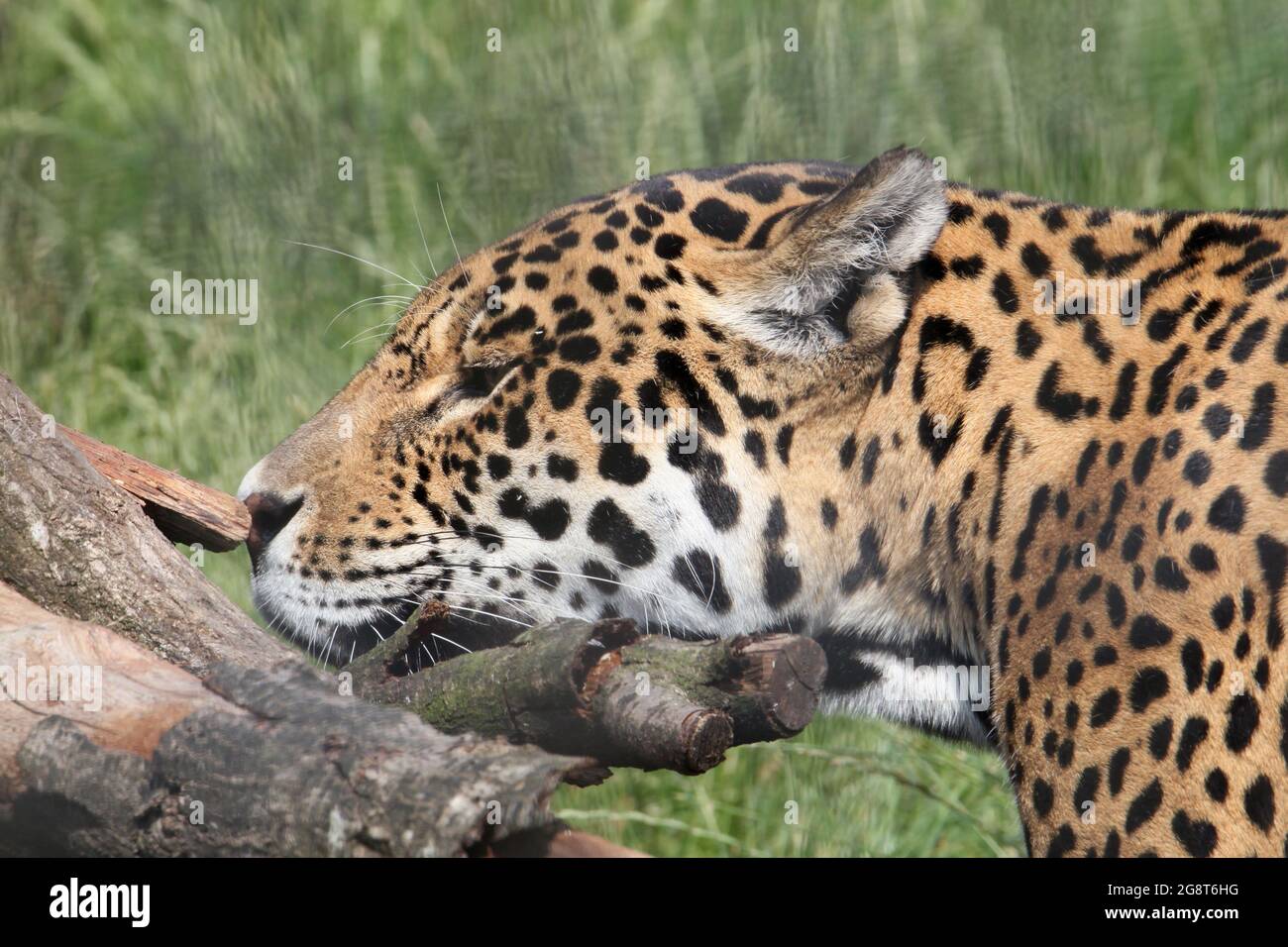 'Sofia', Jaguar (Panthera onca), Big Cat Sanctuary, Headcorn Road ...