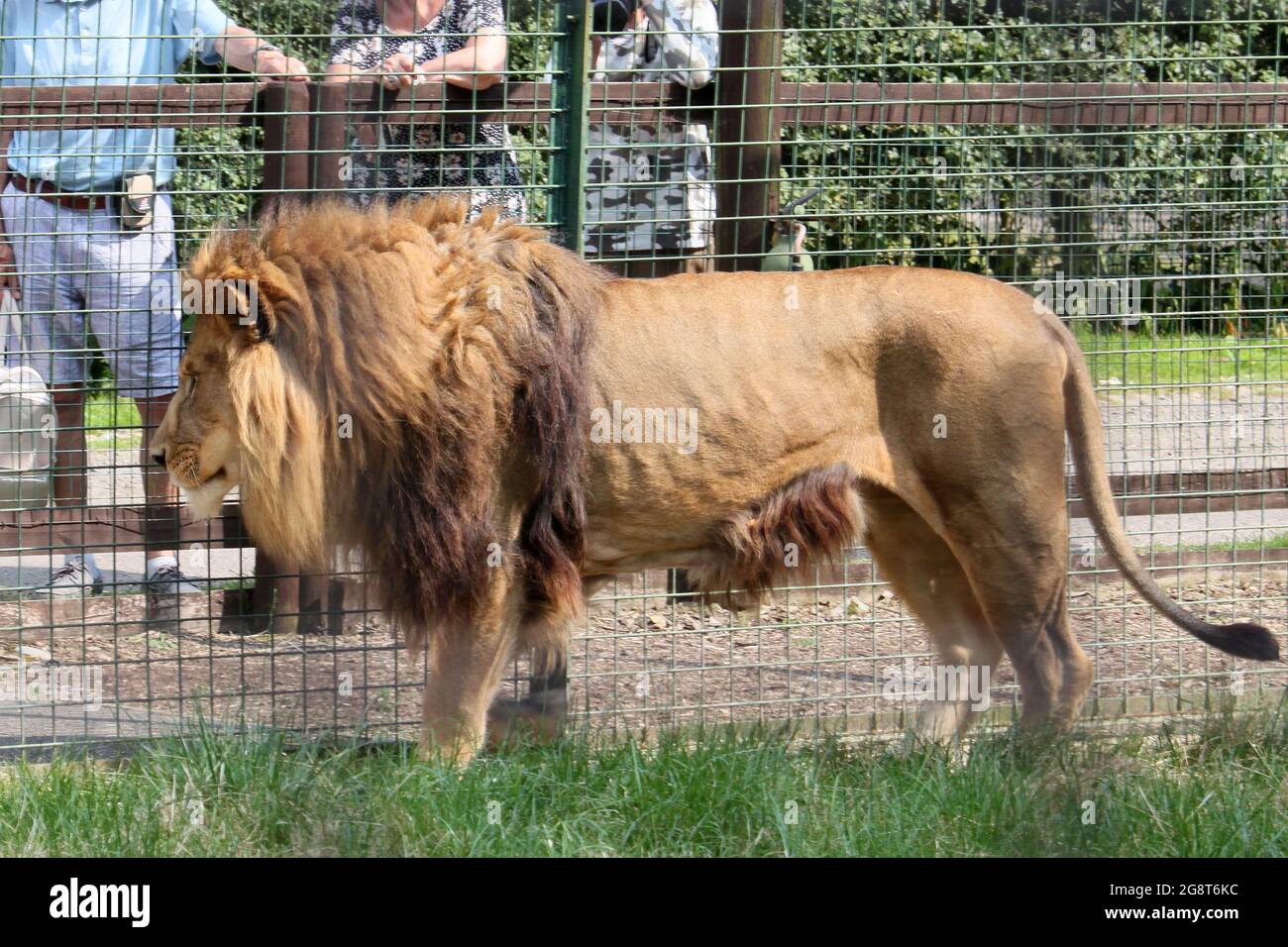 'Kasanga', Lion (Panthera leo), Big Cat Sanctuary, Headcorn Road ...