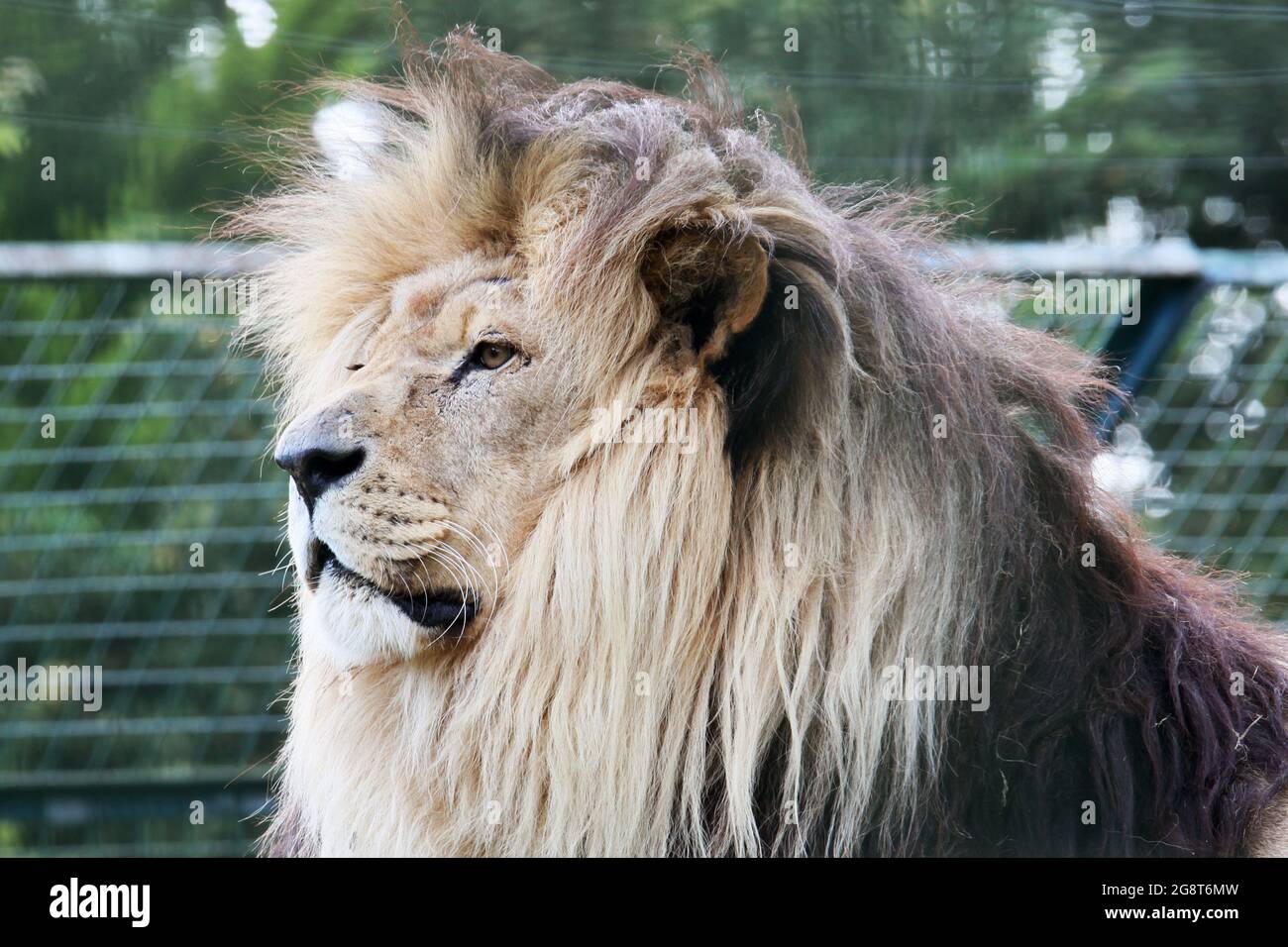 'Kasanga', Lion (Panthera leo), Big Cat Sanctuary, Headcorn Road