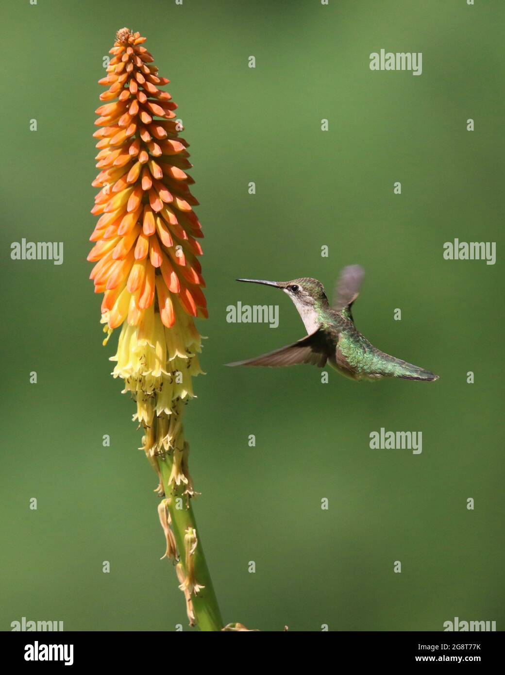 Female ruby throated hummingbird visiting a kniphofia flower in summer to feed on nectar Stock Photo