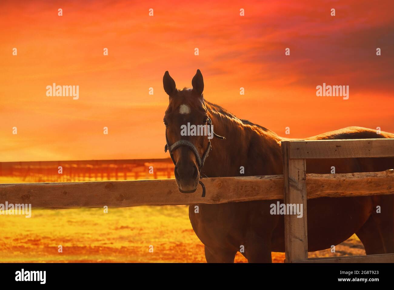 Horse at sunset - orange blurred equistrian background Stock Photo