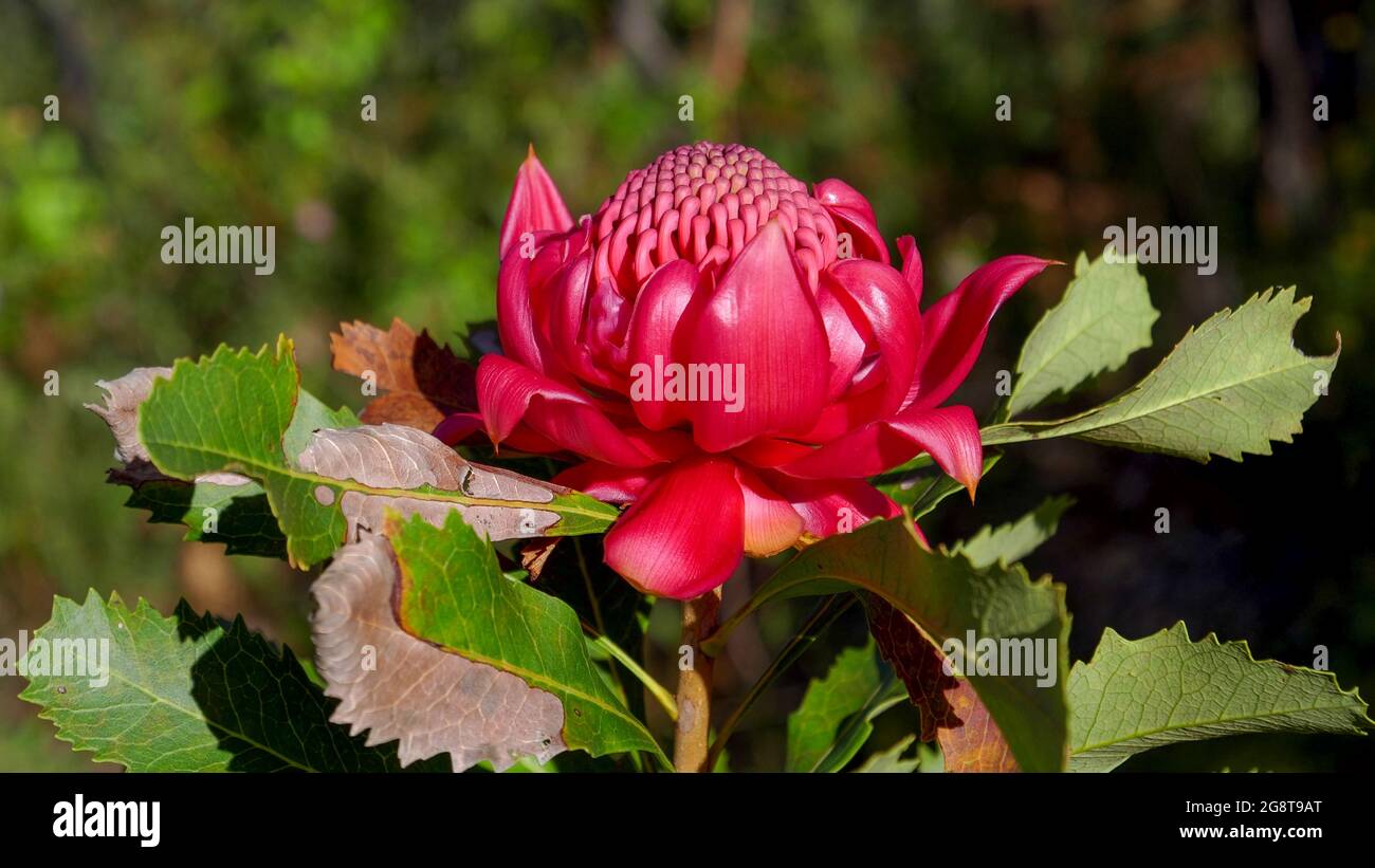 side view of a nsw waratah flower on a spring afternoon Stock Photo