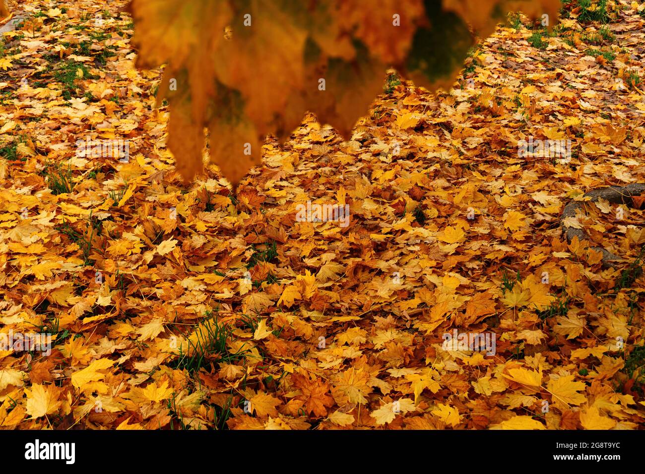 Close up maple leafs hi-res stock photography and images - Alamy
