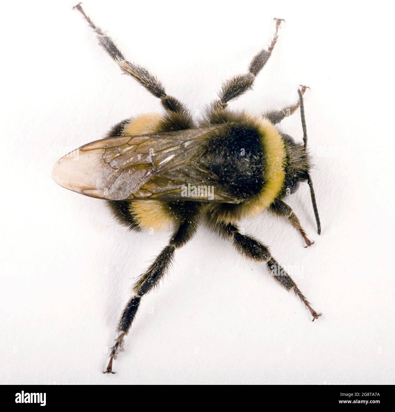 buff-tailed bumble bee (Bombus terrestris), top view, cut-out Stock Photo