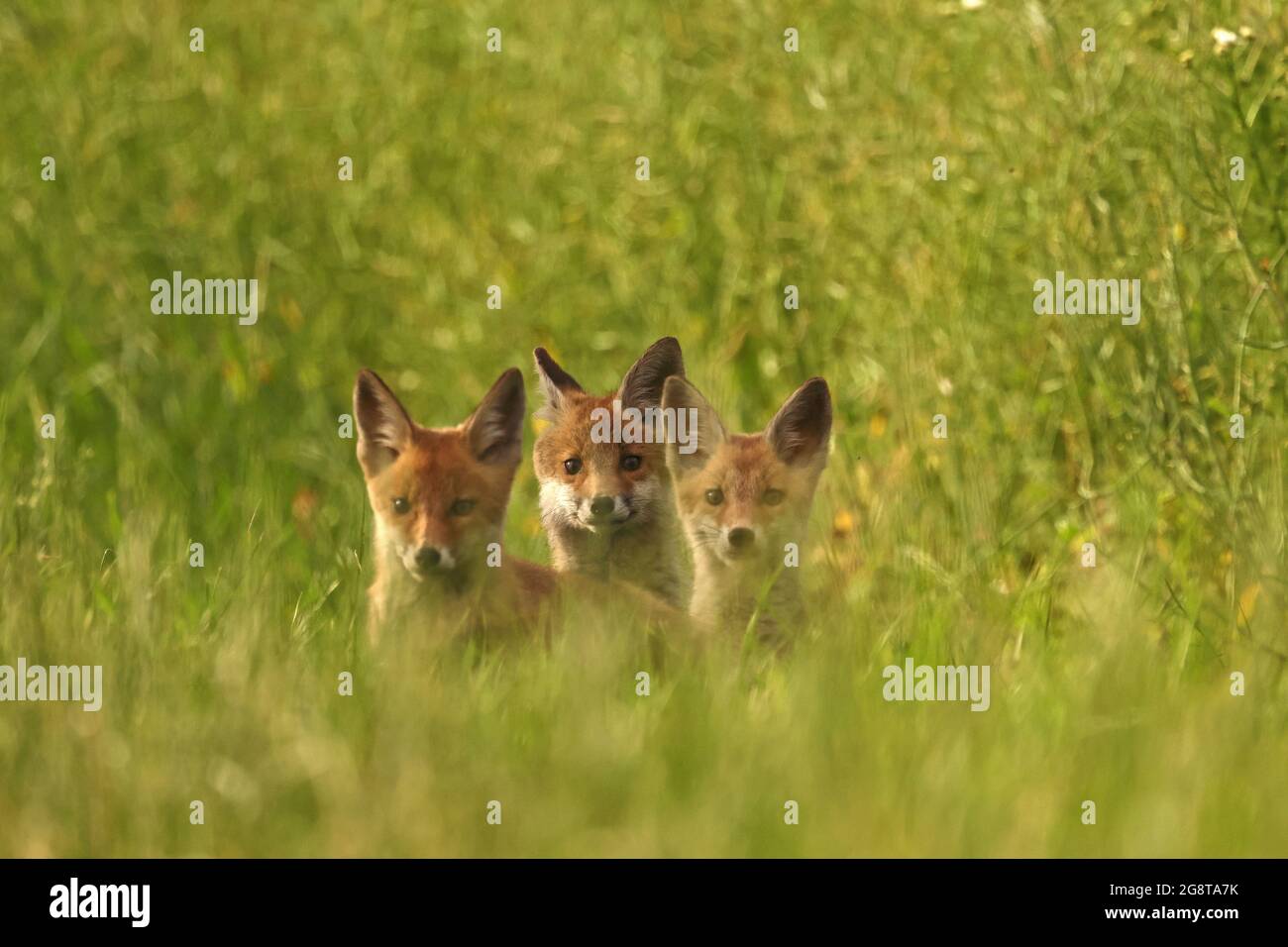 red fox (Vulpes vulpes), three fox cubs sit in a meadow, Germany, Baden-Wuerttemberg Stock Photo