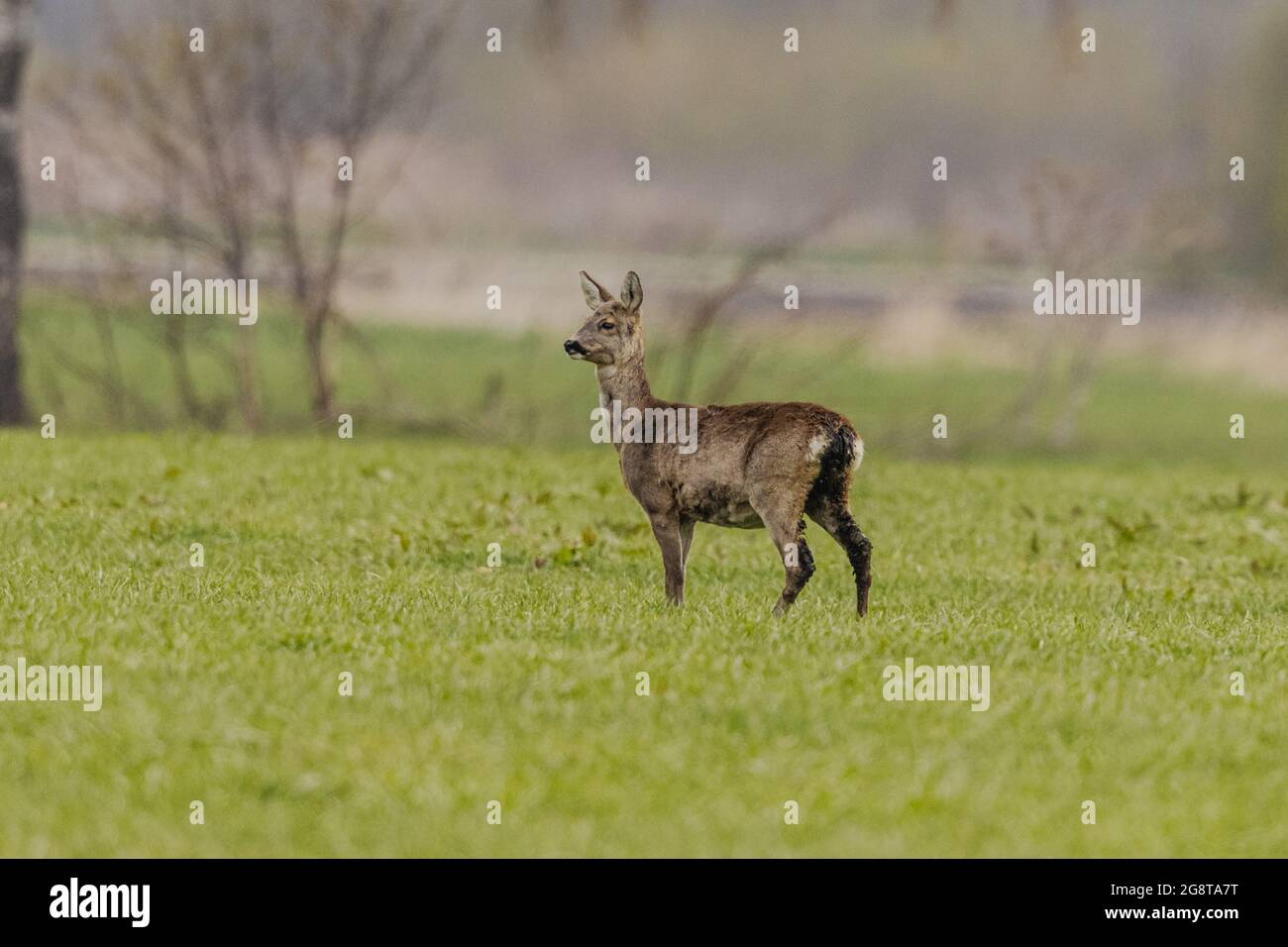 roe deer (Capreolus capreolus), doe with scours in a meadow in spring, Germany, Bavaria Stock Photo