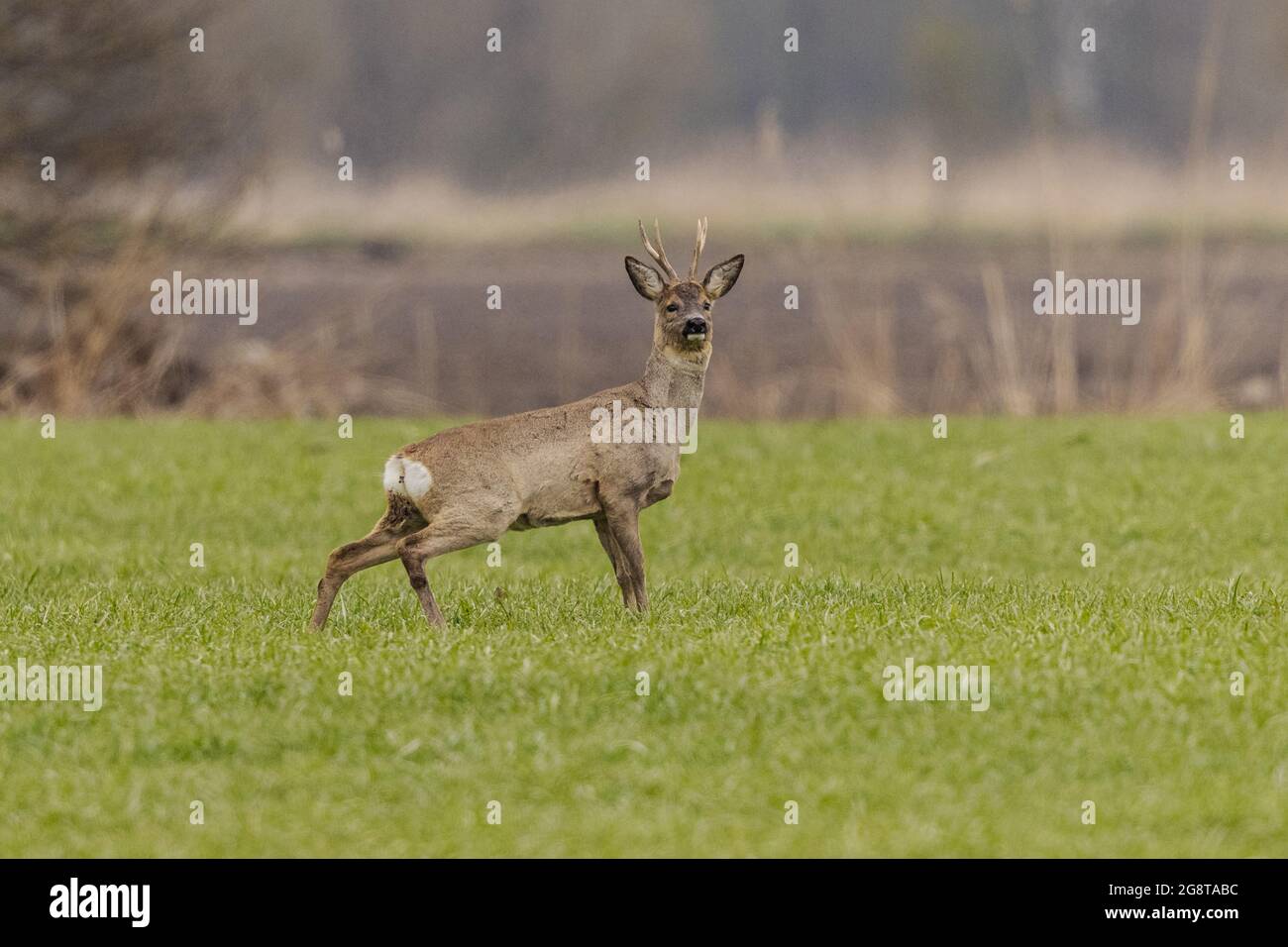 roe deer (Capreolus capreolus), roe buck, securing in the meadow , Germany, Bavaria Stock Photo
