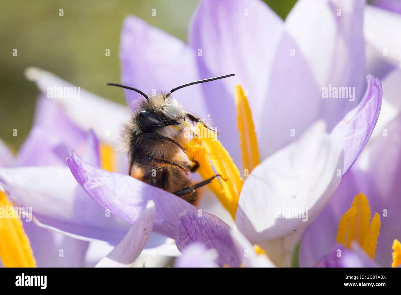 European Orchard Bee, hornfaced bee (Osmia cornuta), male visiting a crocus flower, pollination, Germany Stock Photo