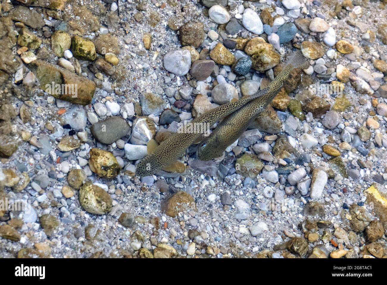 rainbow trout (Oncorhynchus mykiss, Salmo gairdneri), two spawning spawners over the spawning pit , Germany, Bavaria Stock Photo