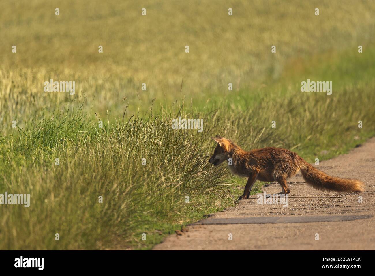 red fox (Vulpes vulpes), lurking for prey at a wayside, Germany, Baden-Wuerttemberg Stock Photo