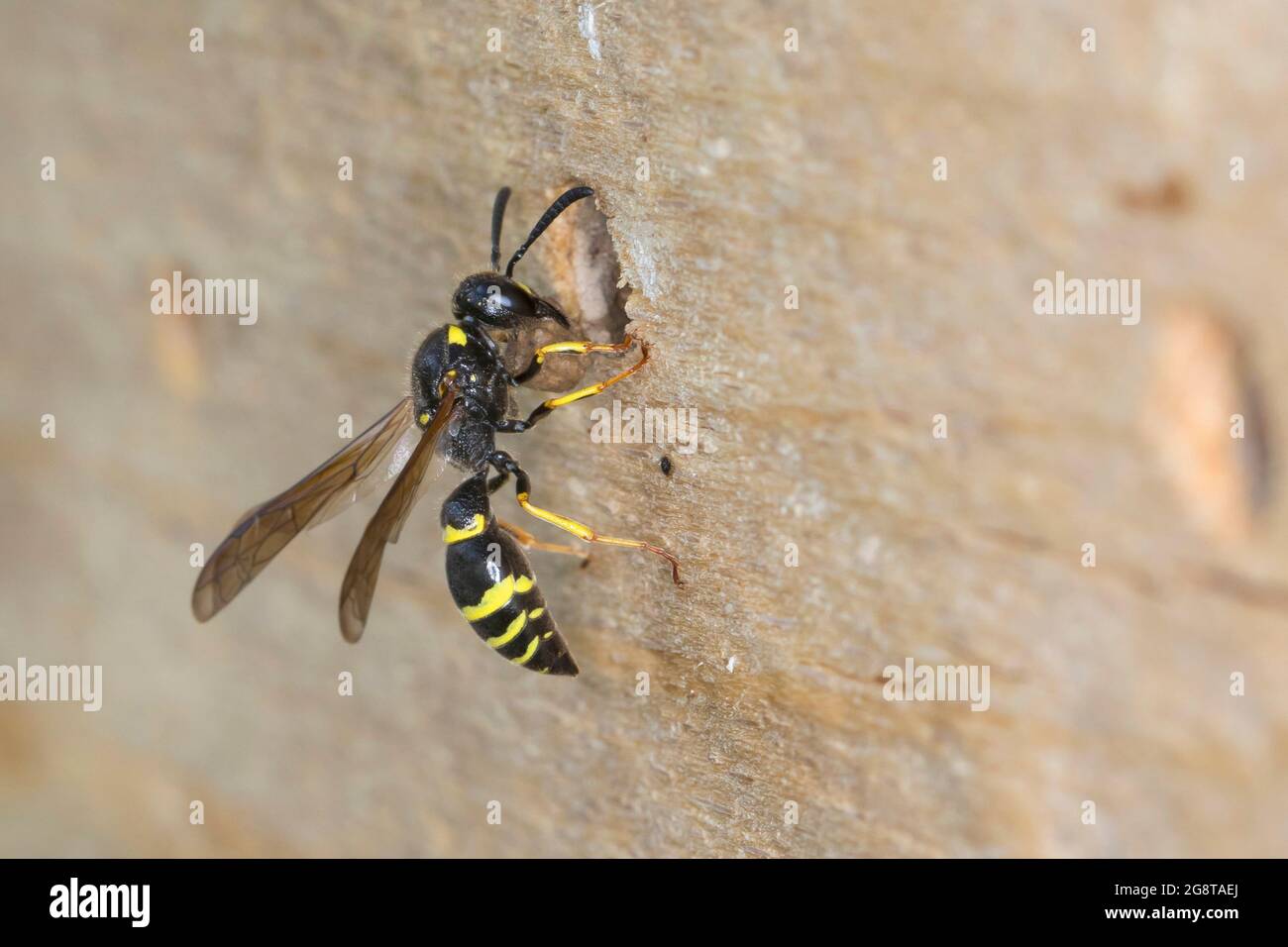 Potter wasp (Symmorphus murarius), female sealing the nest with clay, Germany Stock Photo