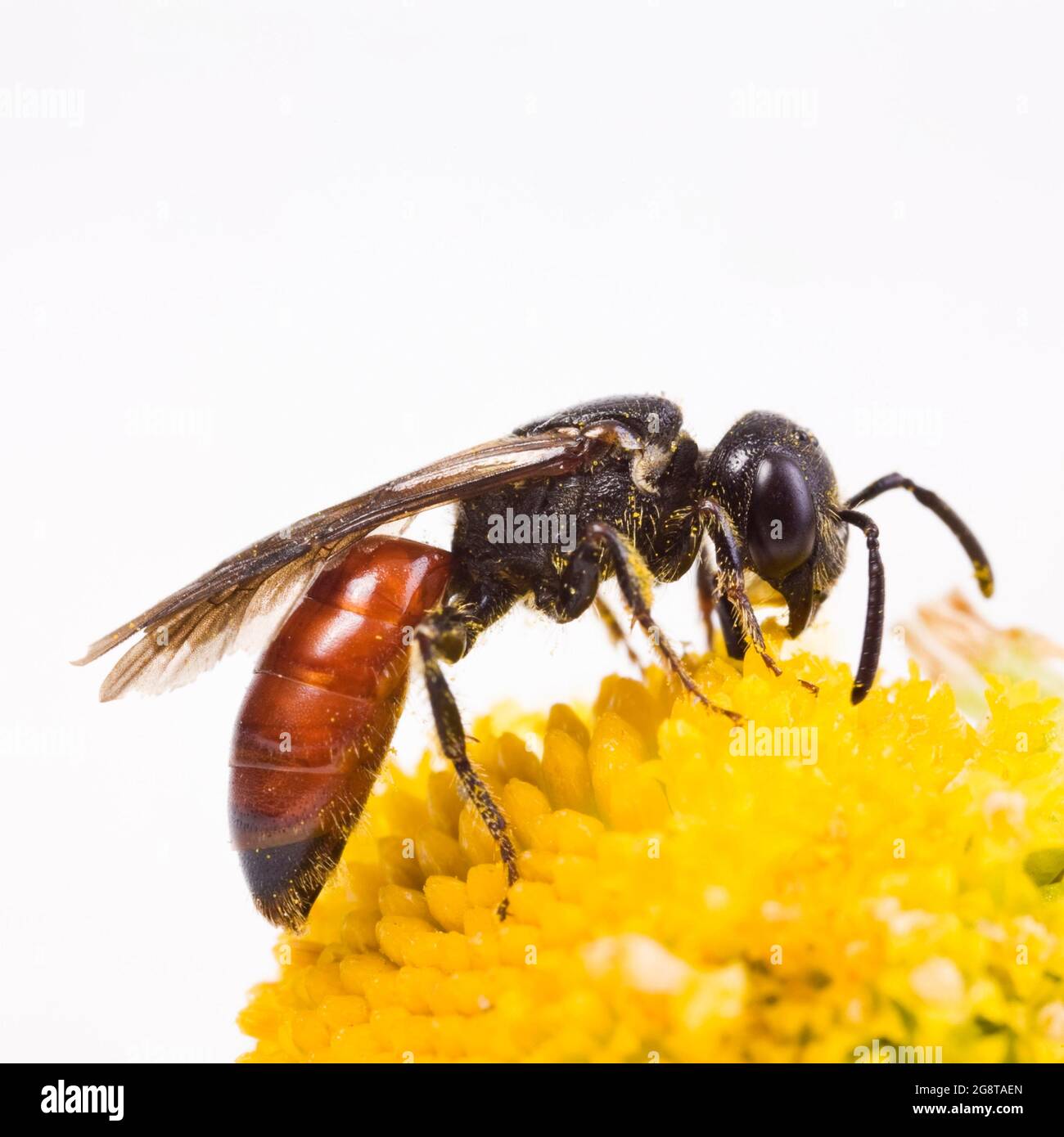 Cuckoo bee, Sweat bee, Halictid Bee (Sphecodes albilabris, Sphecodes fuscipennis), sits on a flower, Austria Stock Photo