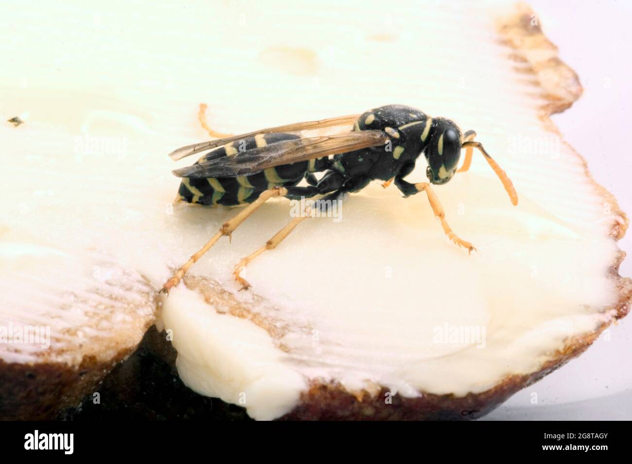 Paper wasp (Polistes gallica, Polistes dominula), sits on a bread with honey, Austria Stock Photo