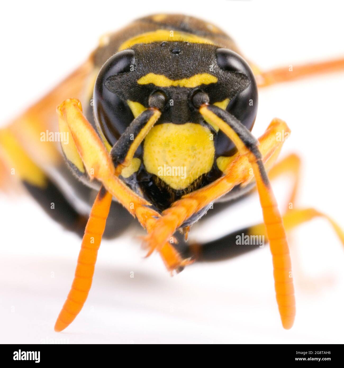 Paper wasp (Polistes gallica, Polistes dominula), portrait, cut-out, Austria Stock Photo