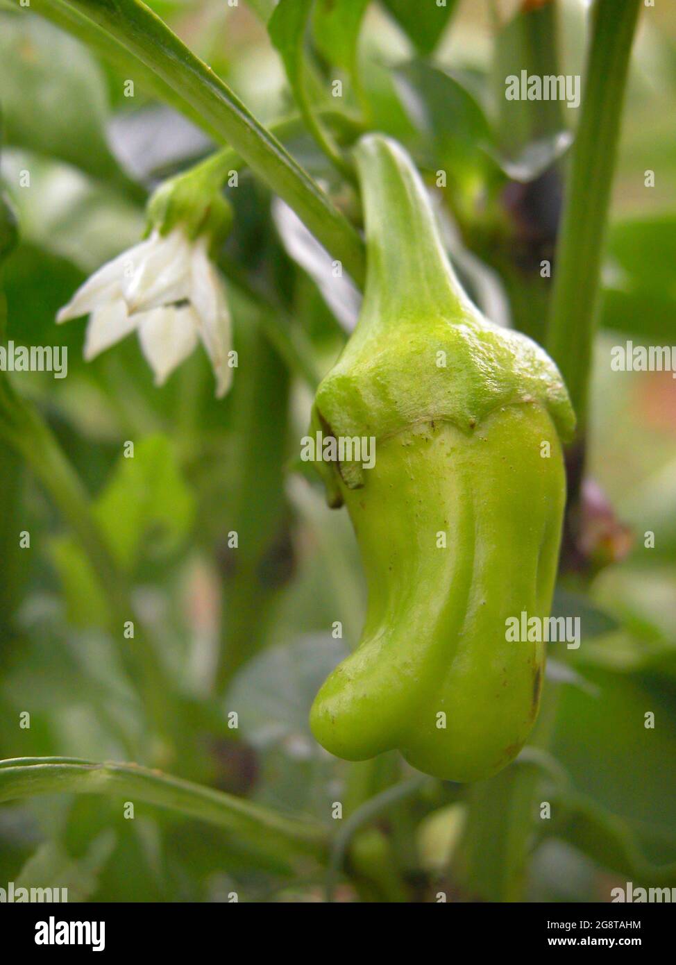chili pepper, paprika (Capsicum annuum), green pepper and flower on the plant Stock Photo