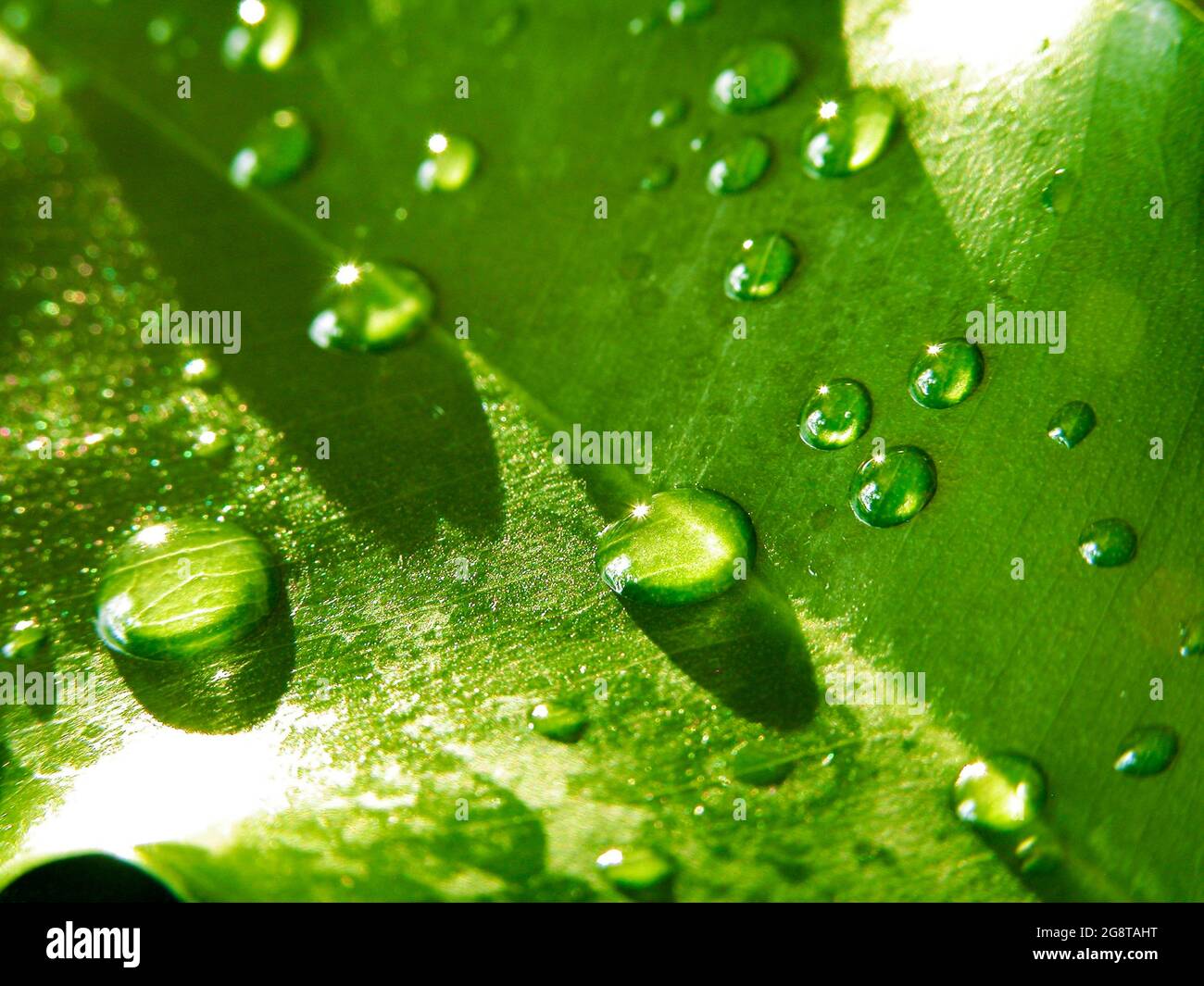 Indian Rubber Tree, Rubber Plant (Ficus elastica), rubber tree leaf