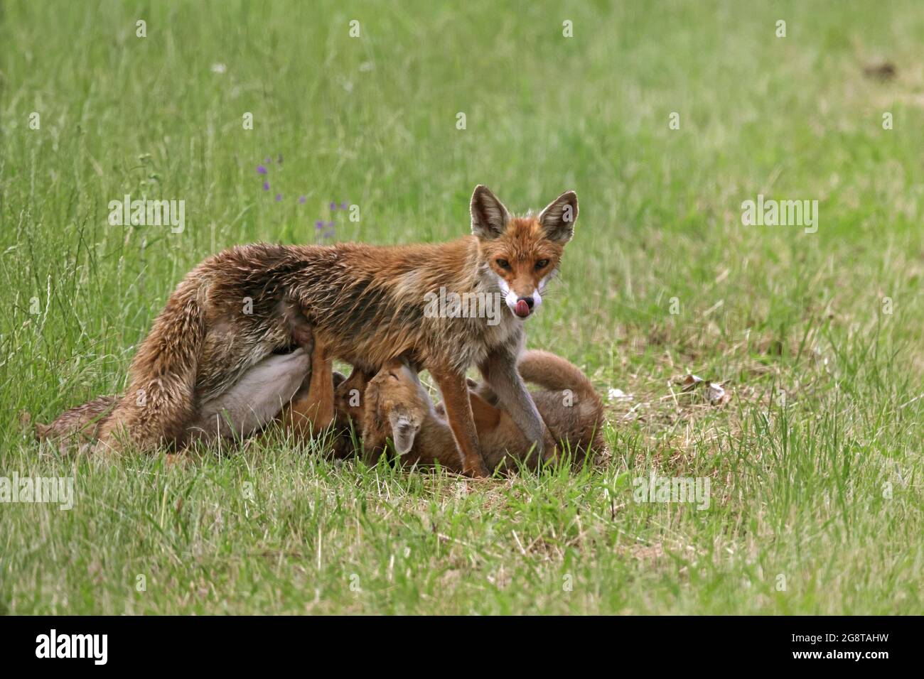 red fox (Vulpes vulpes), female sucks its cubs, Germany, Baden-Wuerttemberg Stock Photo