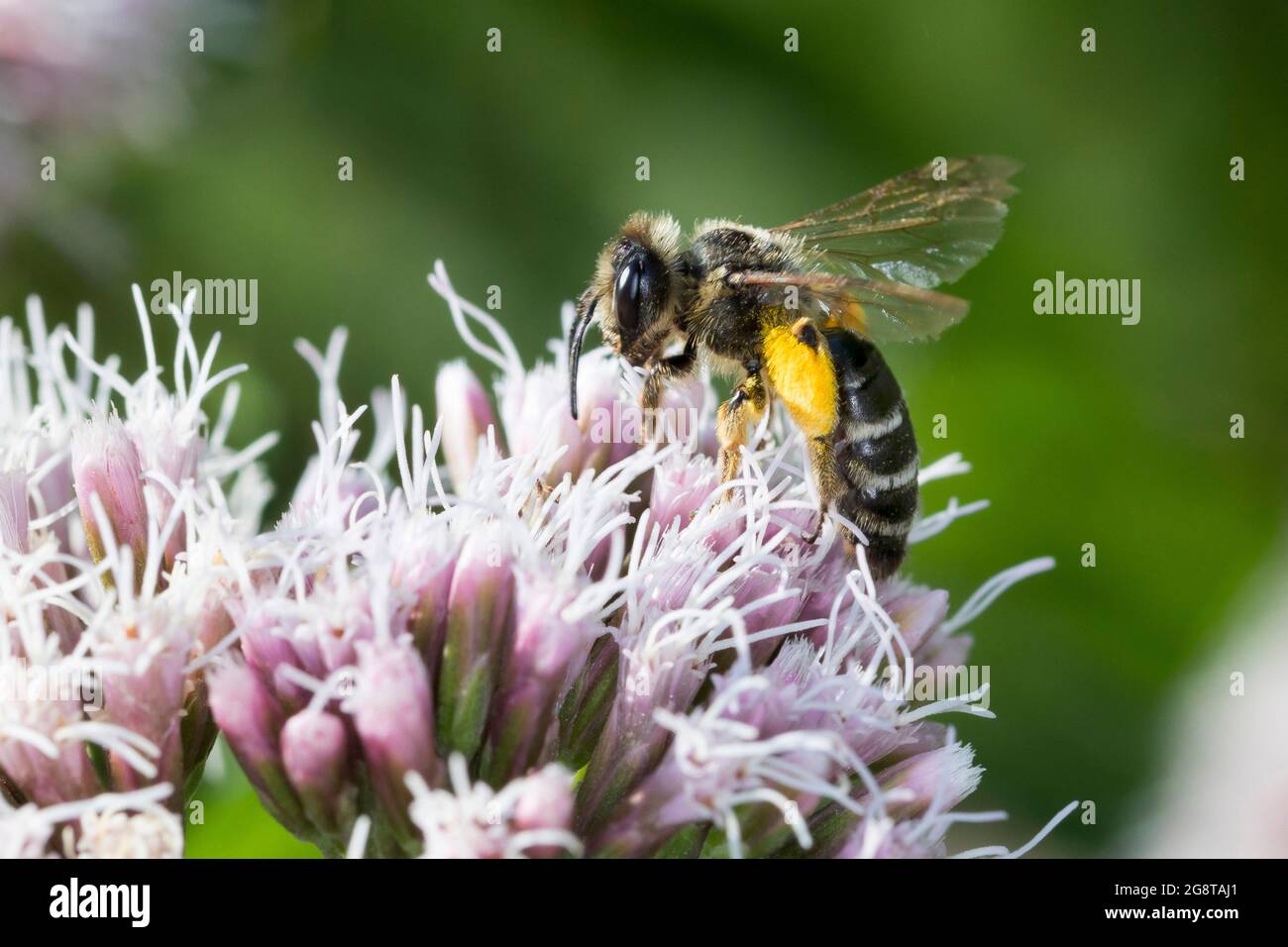 Yellow-legged Mining-bee (Andrena flavipes), searching for nectar on boneset, pollen load, Germany Stock Photo