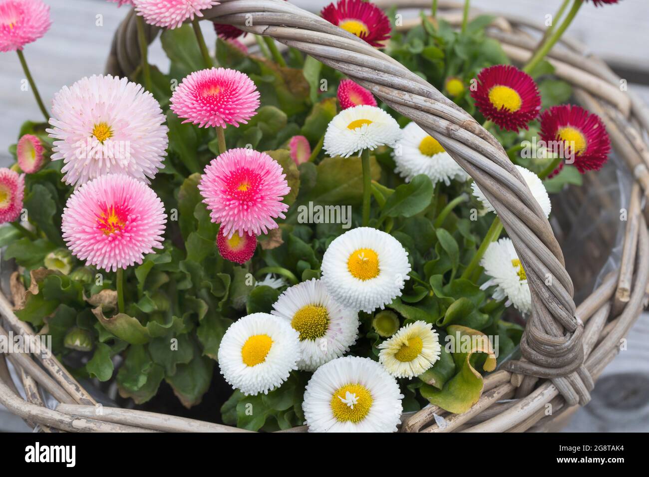 common daisy, lawn daisy, English daisy (Bellis perennis), colourful cultivars in a basket Stock Photo