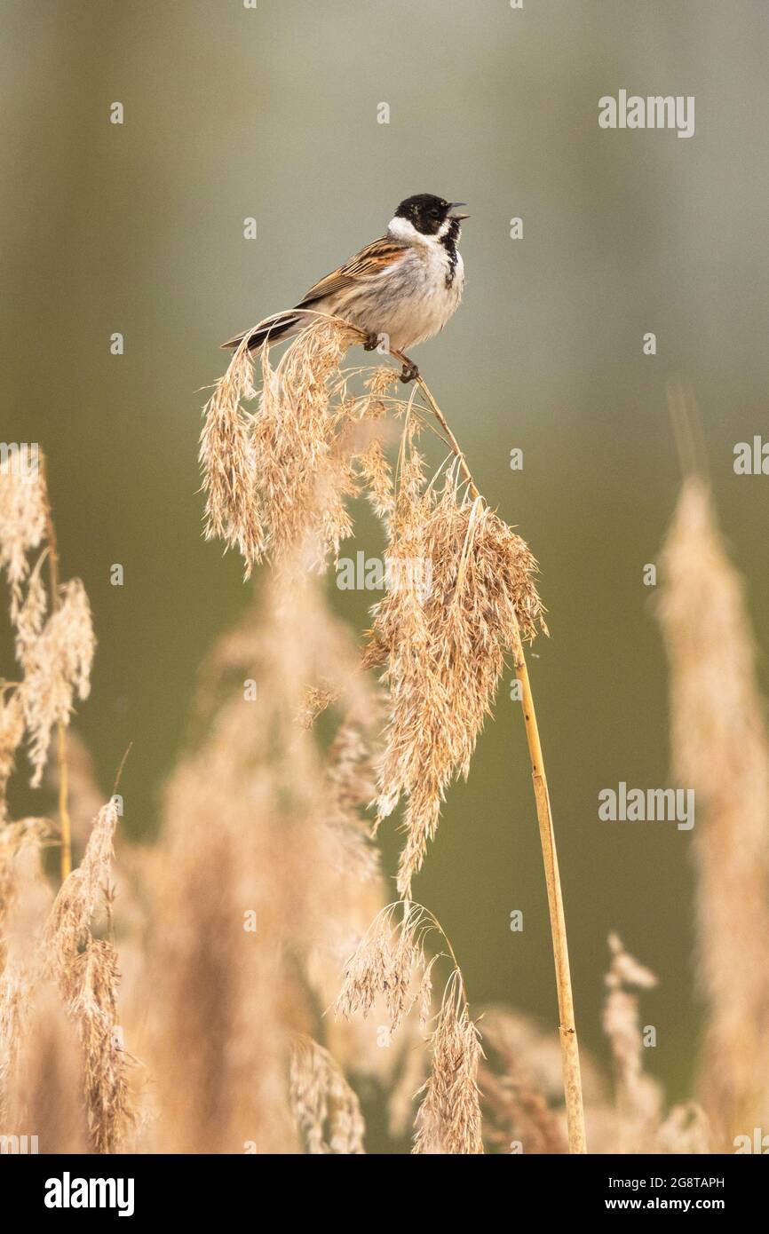 Stresemann's reed bunting (Emberiza schoeniclus stresemanni), singing male on reed, Germany, Bavaria Stock Photo