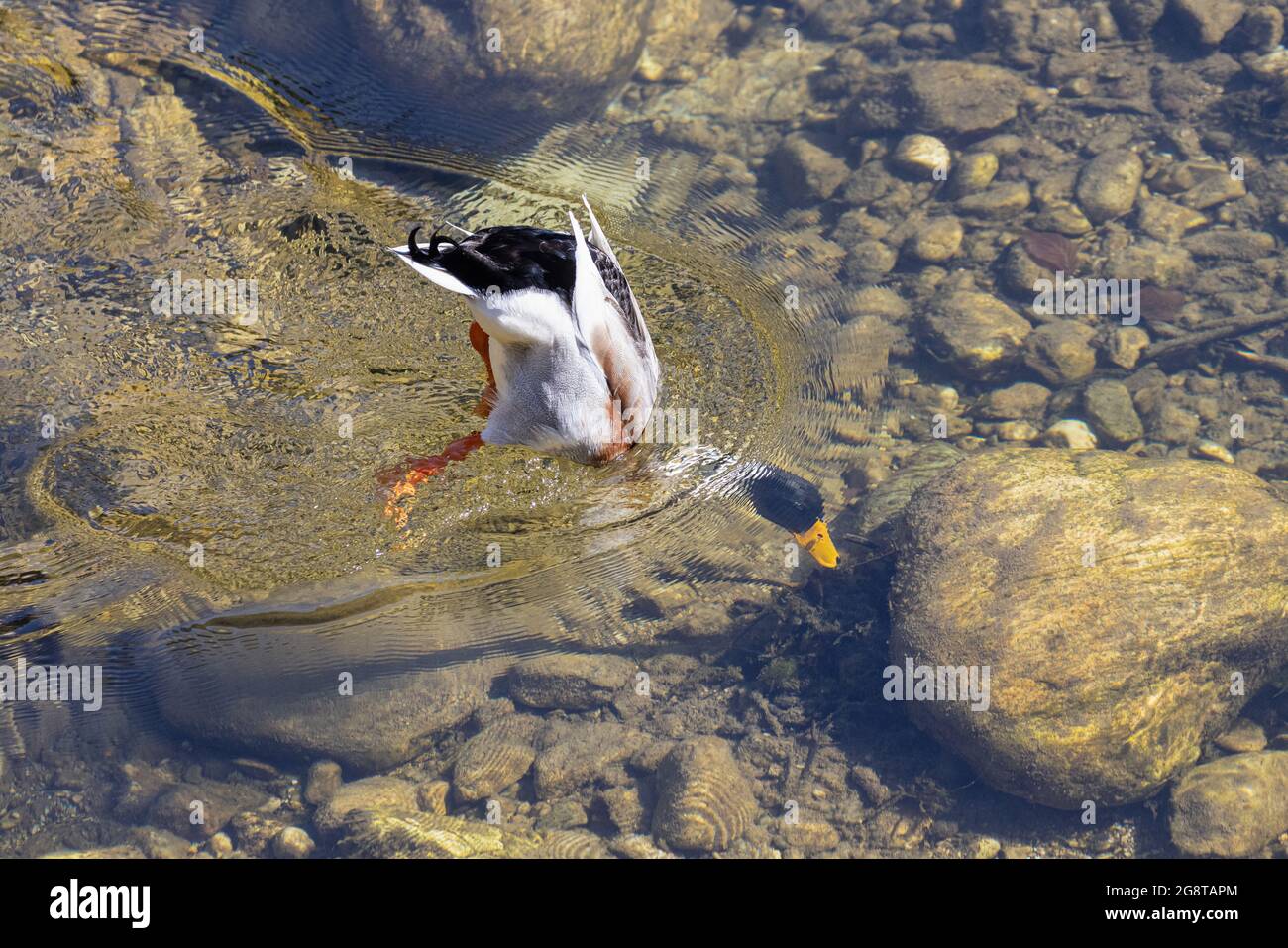 mallard (Anas platyrhynchos), drake dabbling in a crystal clear creek, Germany, Bavaria Stock Photo