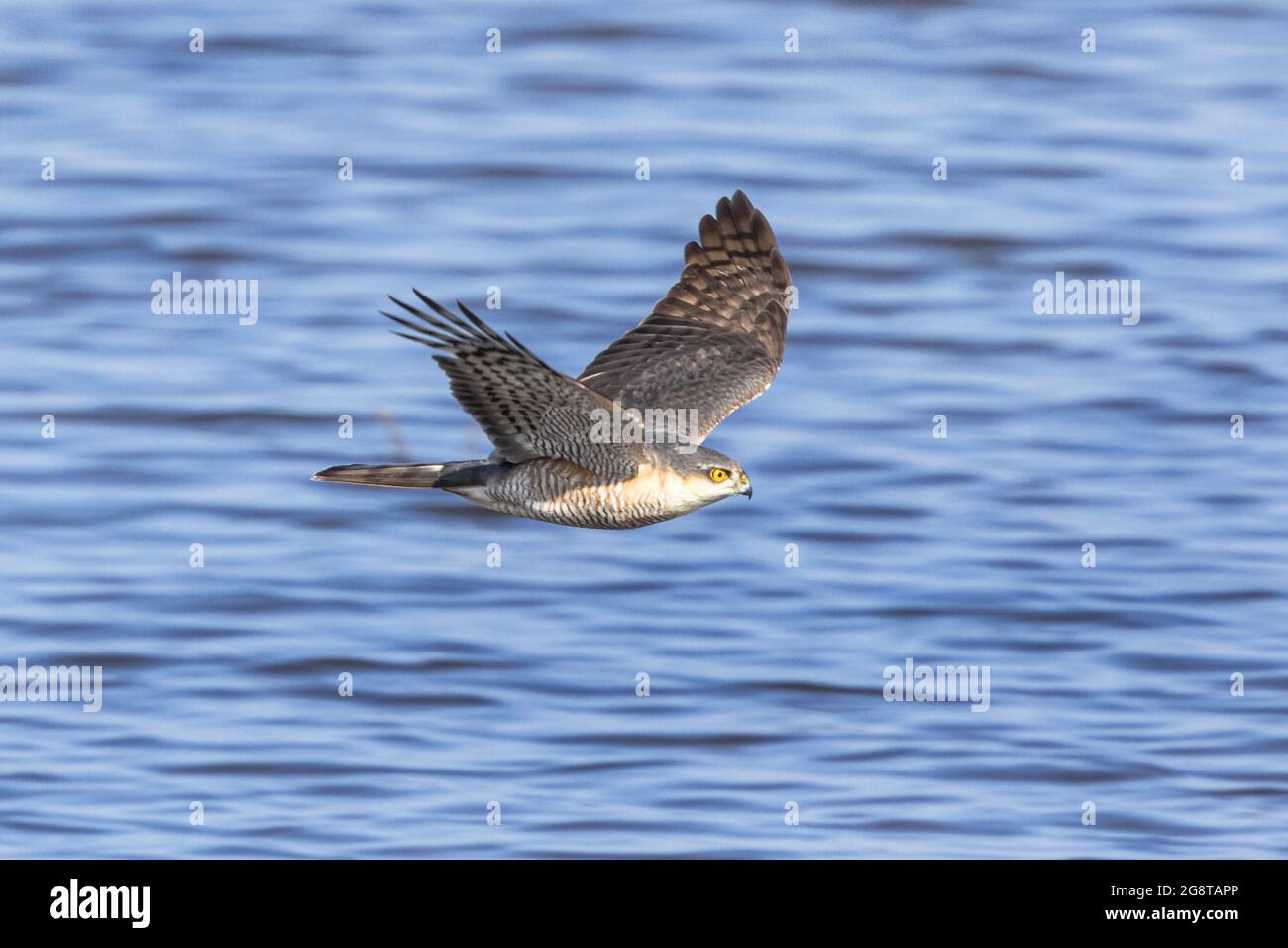 northern goshawk (Accipiter gentilis), in hunting flight on the lakeshore over the water , Germany, Bavaria Stock Photo