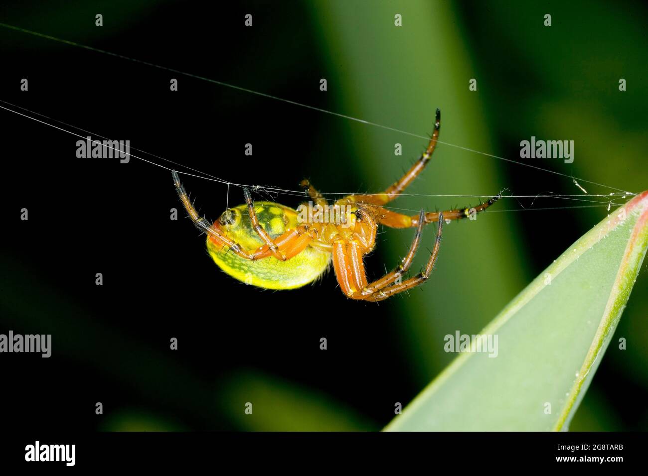 gourd spider, pumpkin spider (Araniella cucurbitina, Araneus cucurbitinus), climbs along a spinning thread, Austria Stock Photo