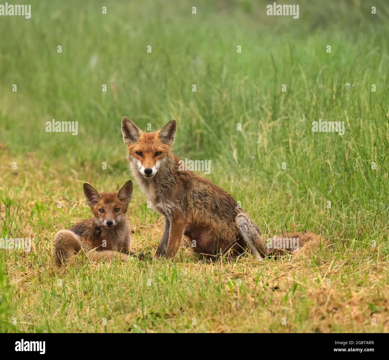 red fox (Vulpes vulpes), female with fox cub, Germany, Baden-Wuerttemberg Stock Photo