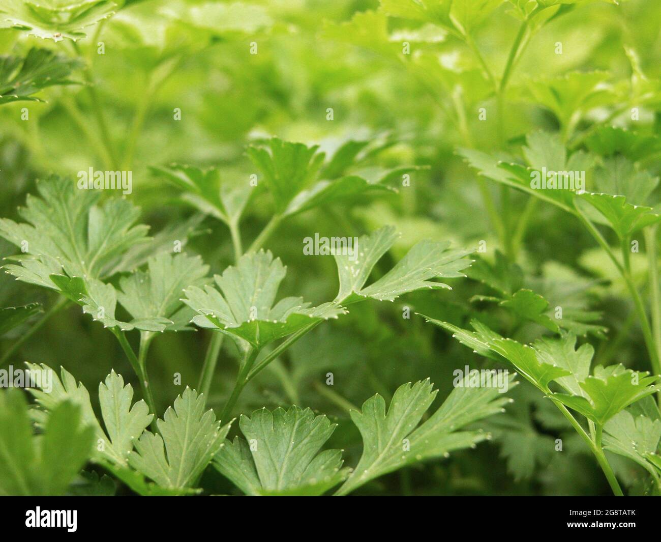 Flat leaf parsley hires stock photography and images Alamy
