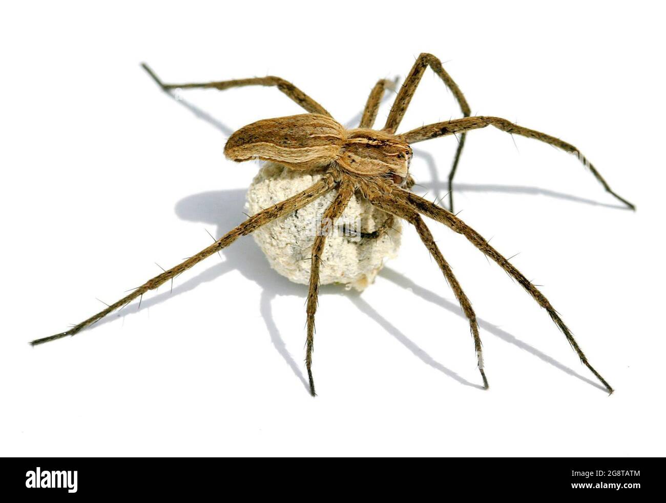 Nursery web spider, Fantastic fishing spider (Pisaura mirabilis), with  cocoon, cut-out, Austria Stock Photo - Alamy