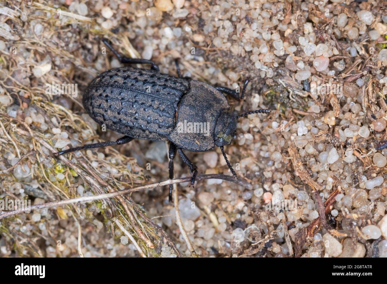 Darkling Beetle (Opatrum sabulosum, Asida sabulosa), on the ground, Germany Stock Photo