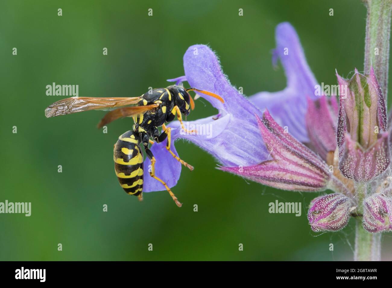 Paper wasp (Polistes gallica, Polistes dominula), female on a flower, Germany Stock Photo