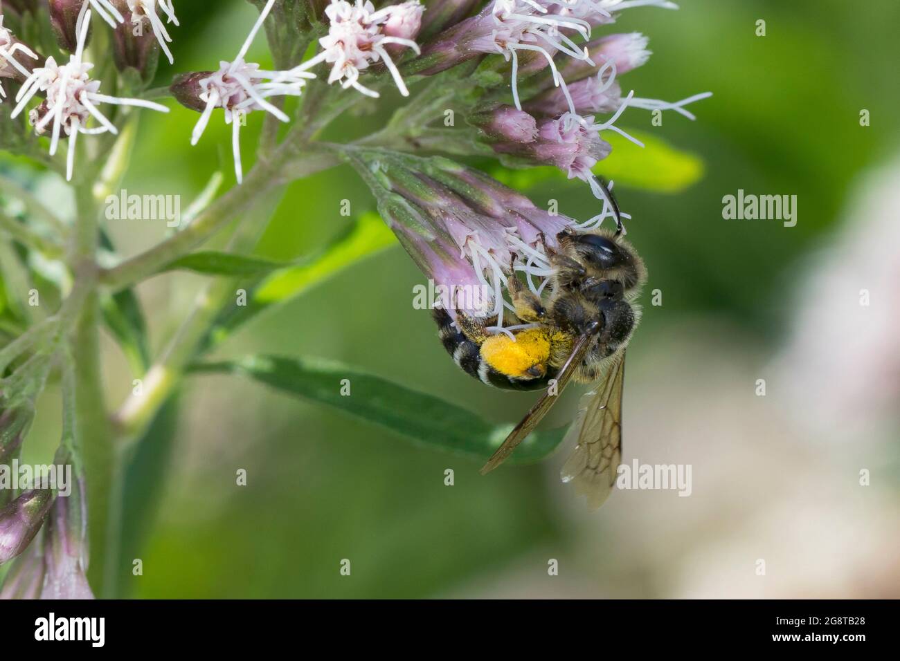 Yellow-legged Mining-bee (Andrena flavipes), searchinf for nectar on boneset, pollen load, Germany Stock Photo