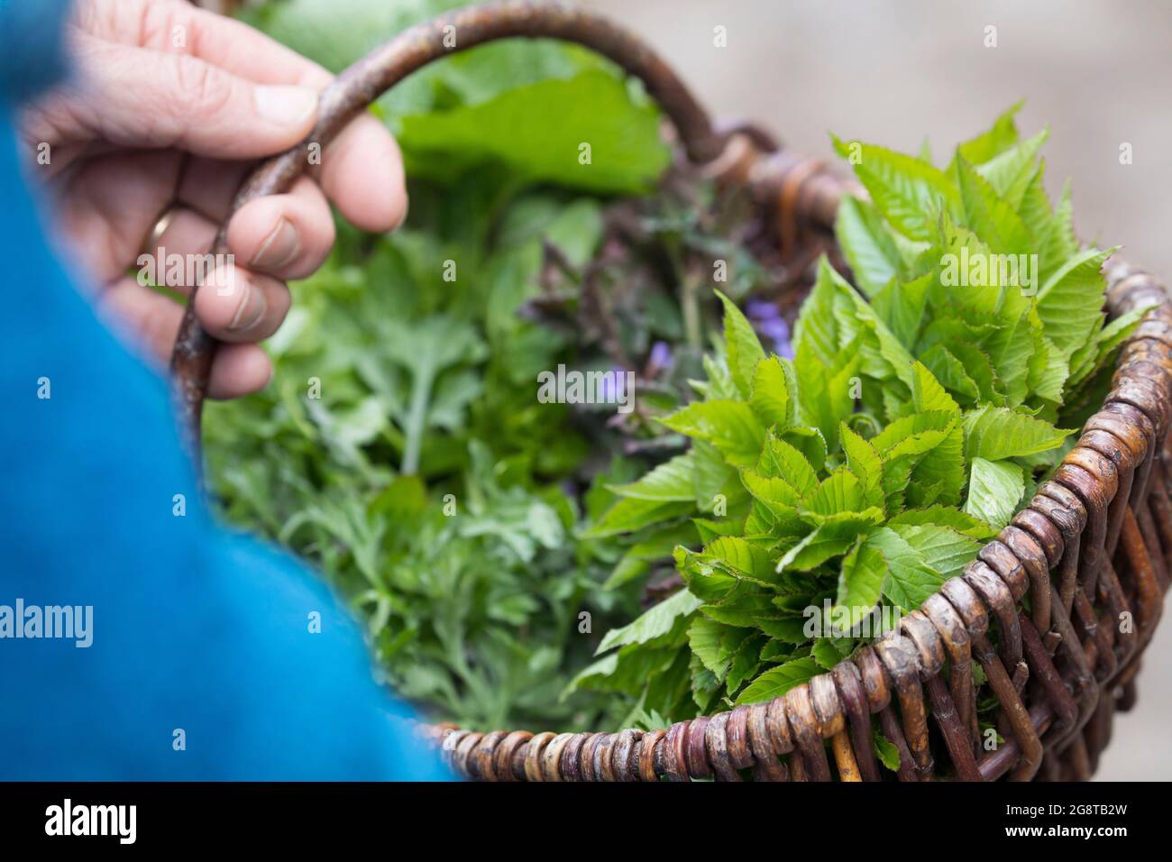 Herbs in basket hi-res stock photography and images - Alamy