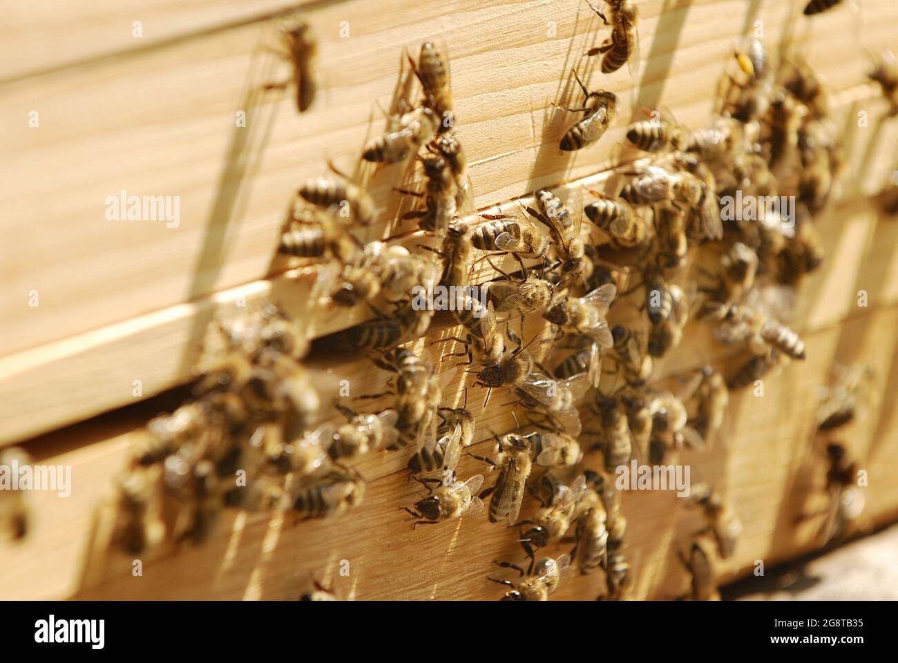 honey bee, hive bee (Apis mellifera mellifera), bees at the entrance to ...