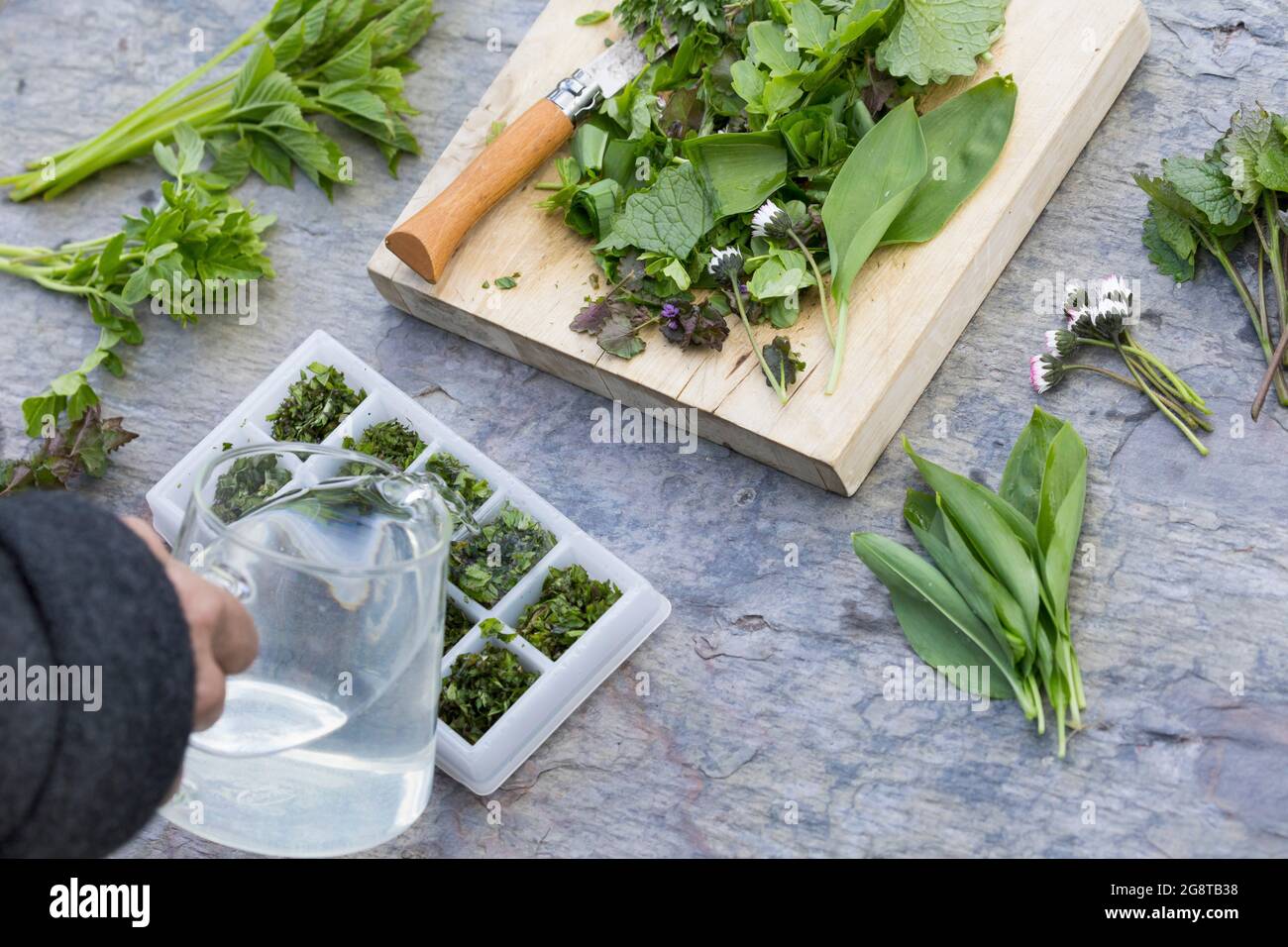 making of icecubes with spring herbs, Germany Stock Photo