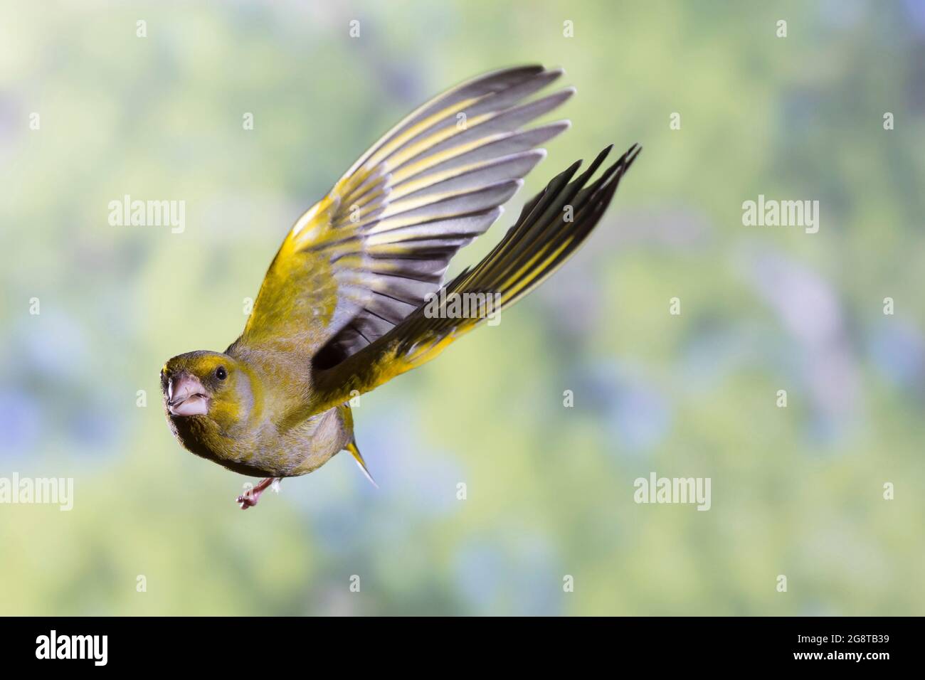 western greenfinch (Carduelis chloris, Chloris chloris), male in flight, Germany Stock Photo